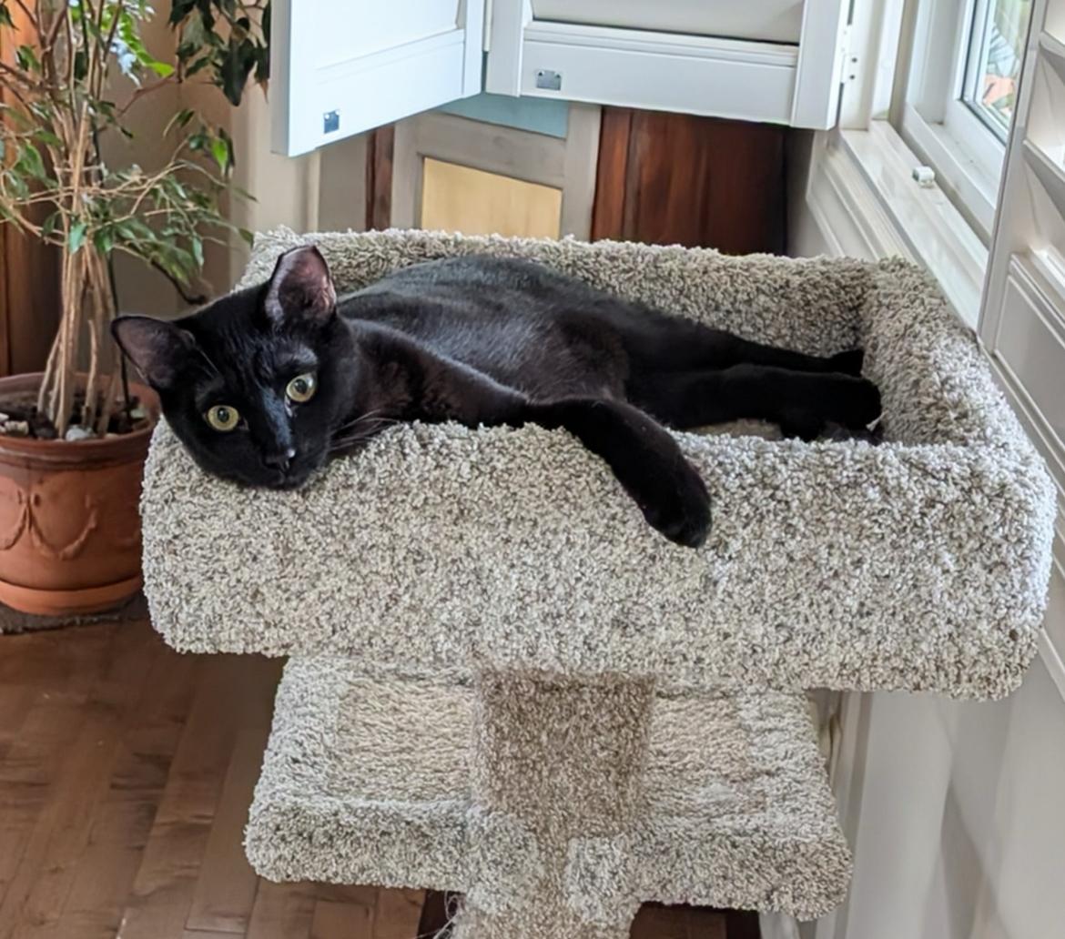 Enlarge Skitter - New Bio and pics , a Adoptable Domestic Short Hair in Vancouver, BC image 2/6