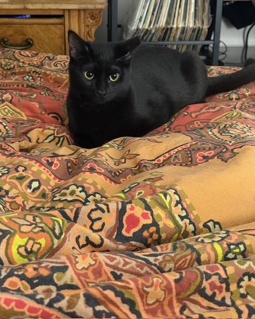 Enlarge Skitter - New Bio and New Images*, a Adoptable Domestic Short Hair in Vancouver, BC image 4/6