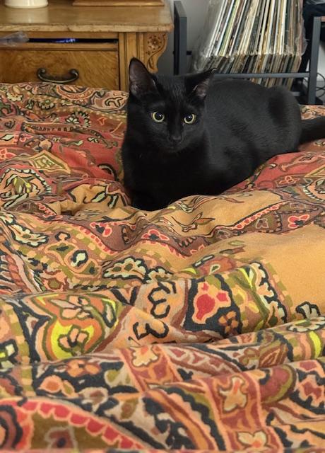 Enlarge Skitter - New Bio and New Images*, a Adoptable Domestic Short Hair in Vancouver, BC image 5/6