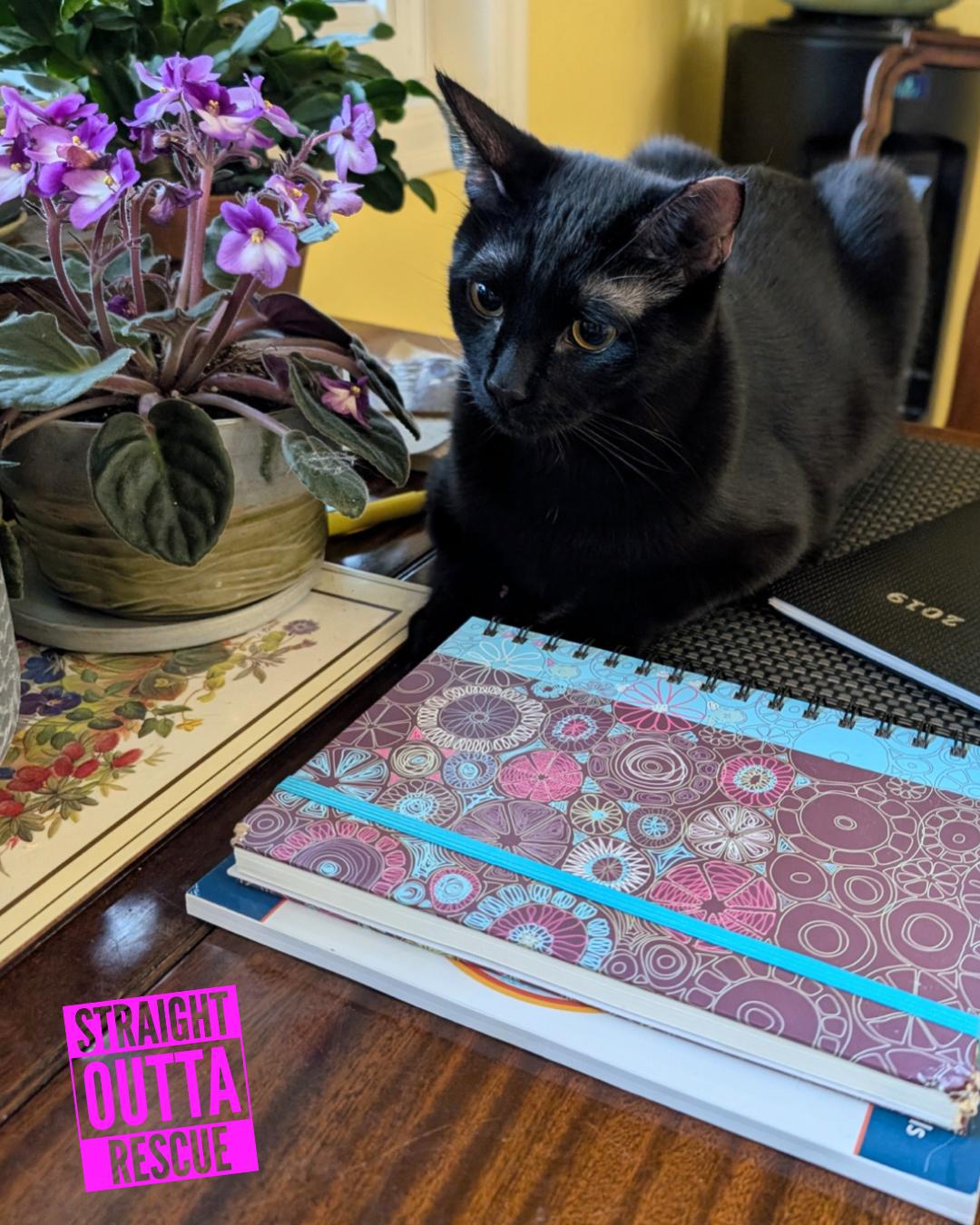 Enlarge Skitter - New Bio and pics , a Adoptable Domestic Short Hair in Vancouver, BC image 6/6