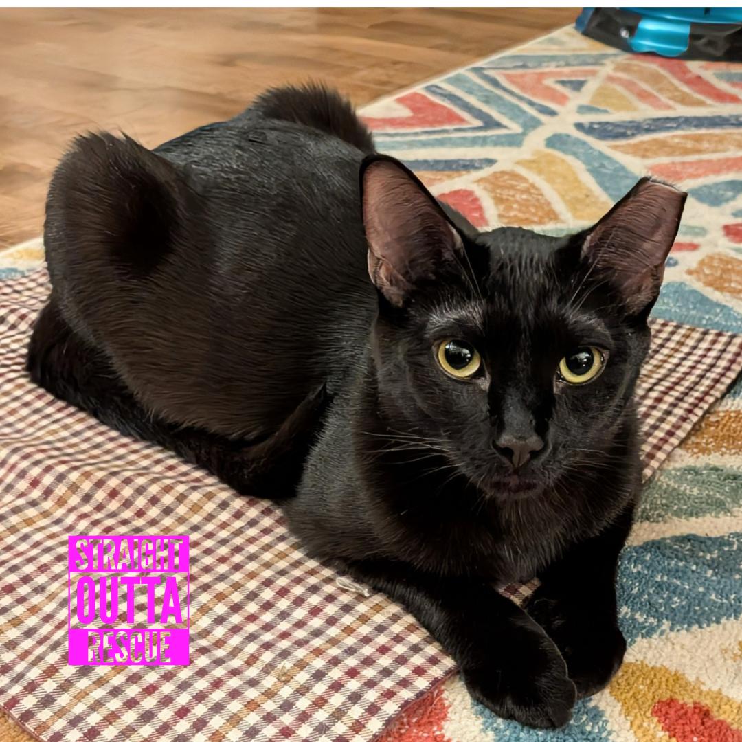 Skitter - New Bio and pics , Adoptable, Young Male Domestic Short Hair.