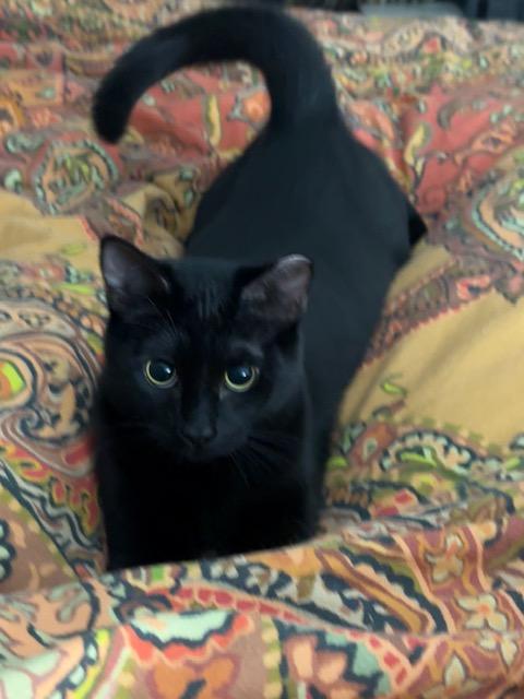 Enlarge Skitter - New Bio and New Images*, a Adoptable Domestic Short Hair in Vancouver, BC image 1/6