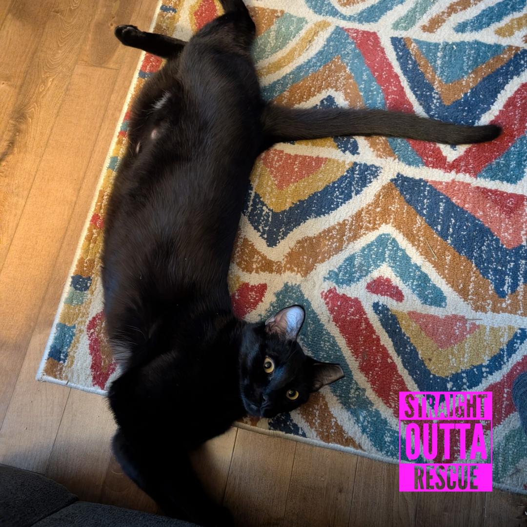 Enlarge Skitter - New Bio and pics , a Adoptable Domestic Short Hair in Vancouver, BC image 2/6
