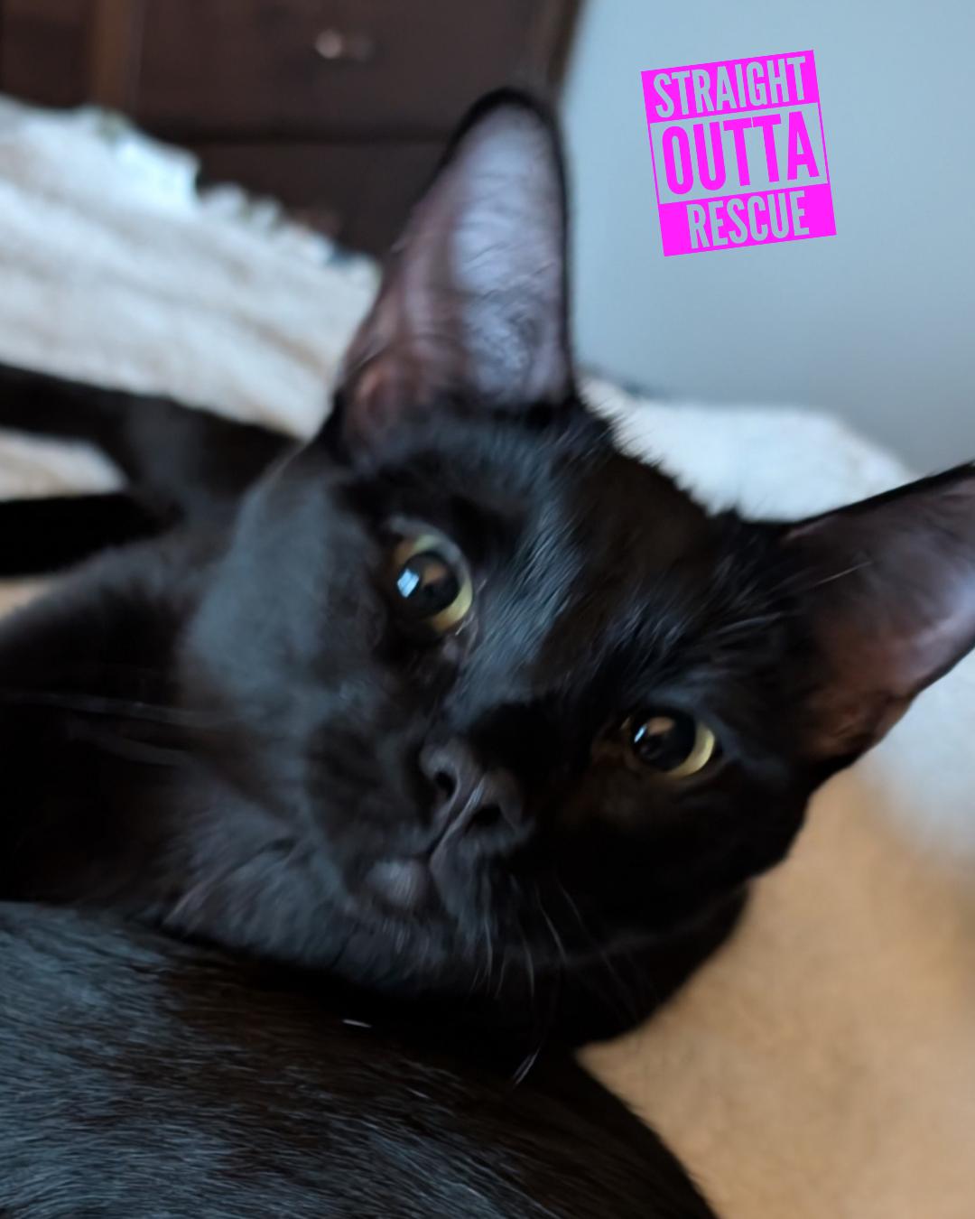 Skitter - New Bio and pics , Adoptable, Kitten Female Domestic Short Hair.