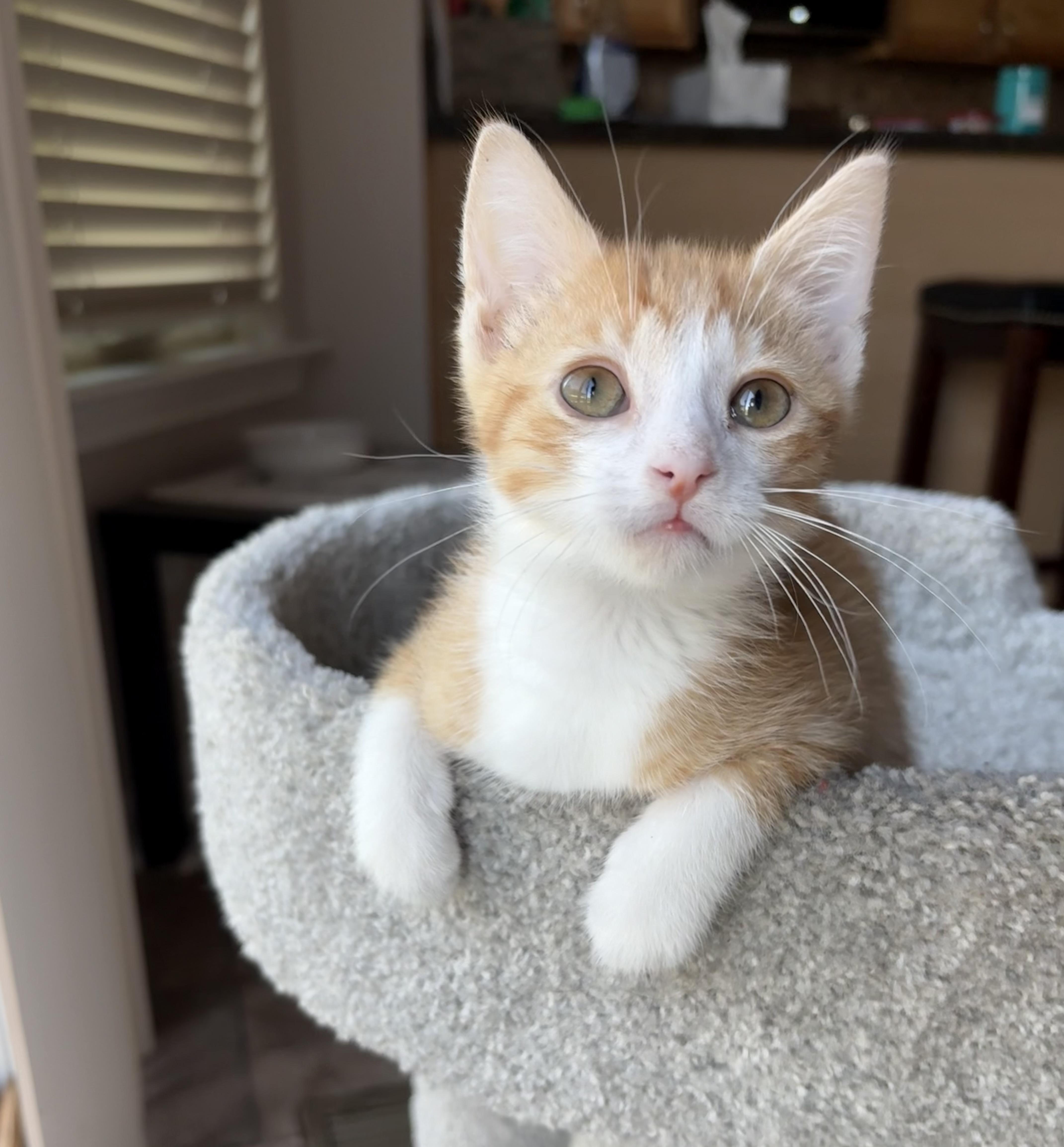 Enlarge Cheddar, a ADOPTABLE mixed breed in Macomb, MI image 5/6