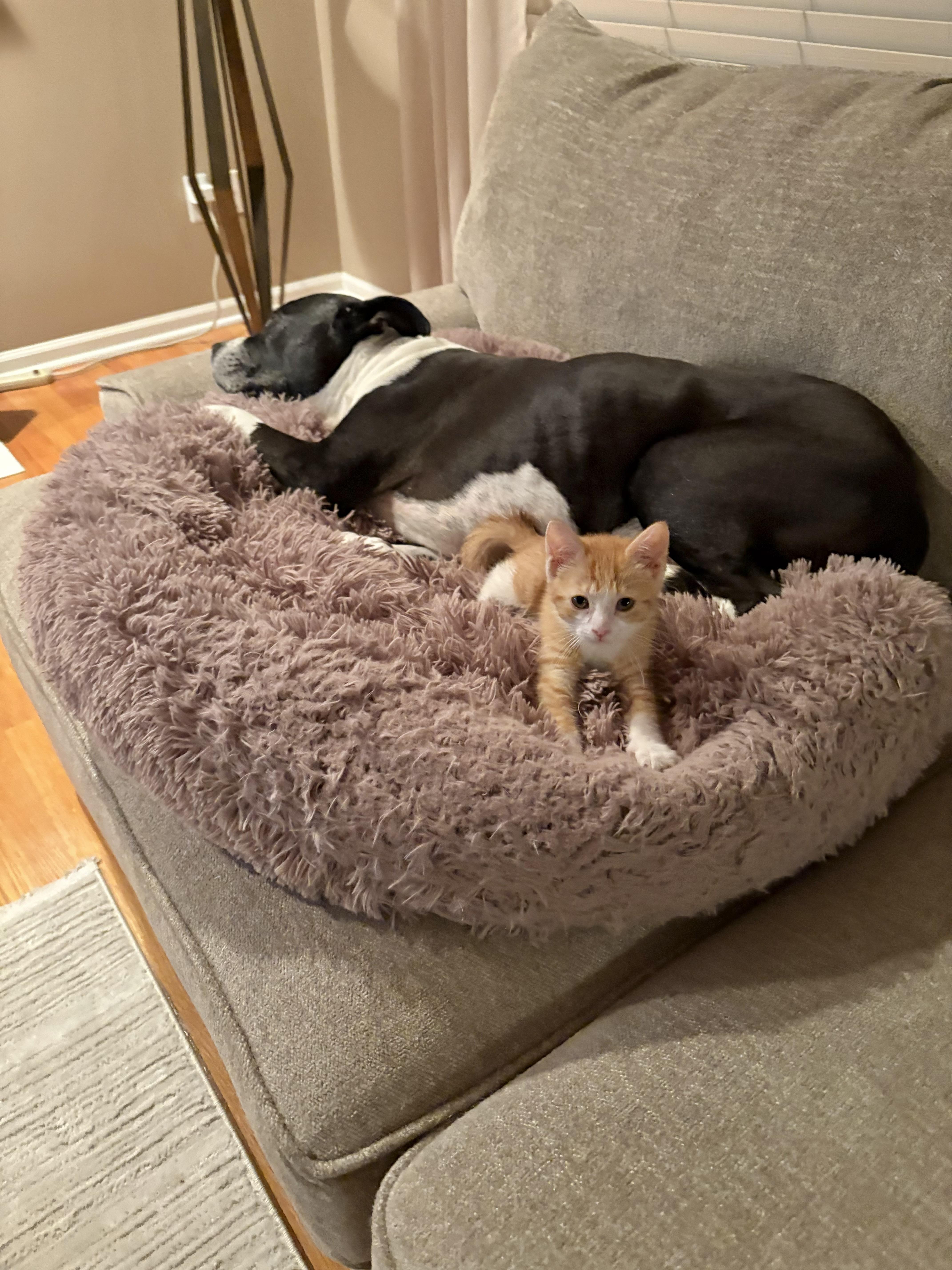 Enlarge Cheddar, a ADOPTABLE mixed breed in Macomb, MI image 6/6