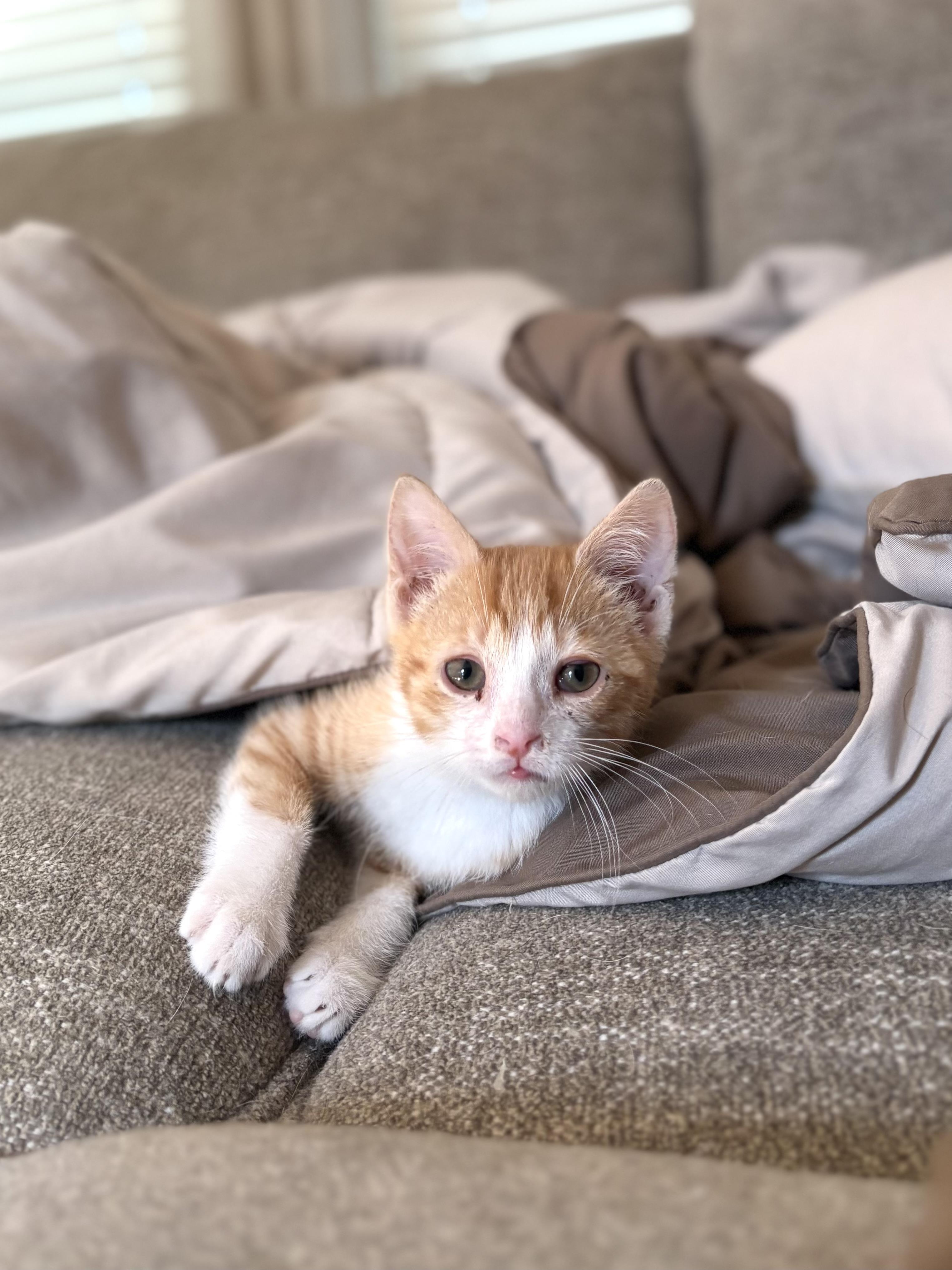 Enlarge Cheddar, a ADOPTABLE mixed breed in Macomb, MI image 4/6