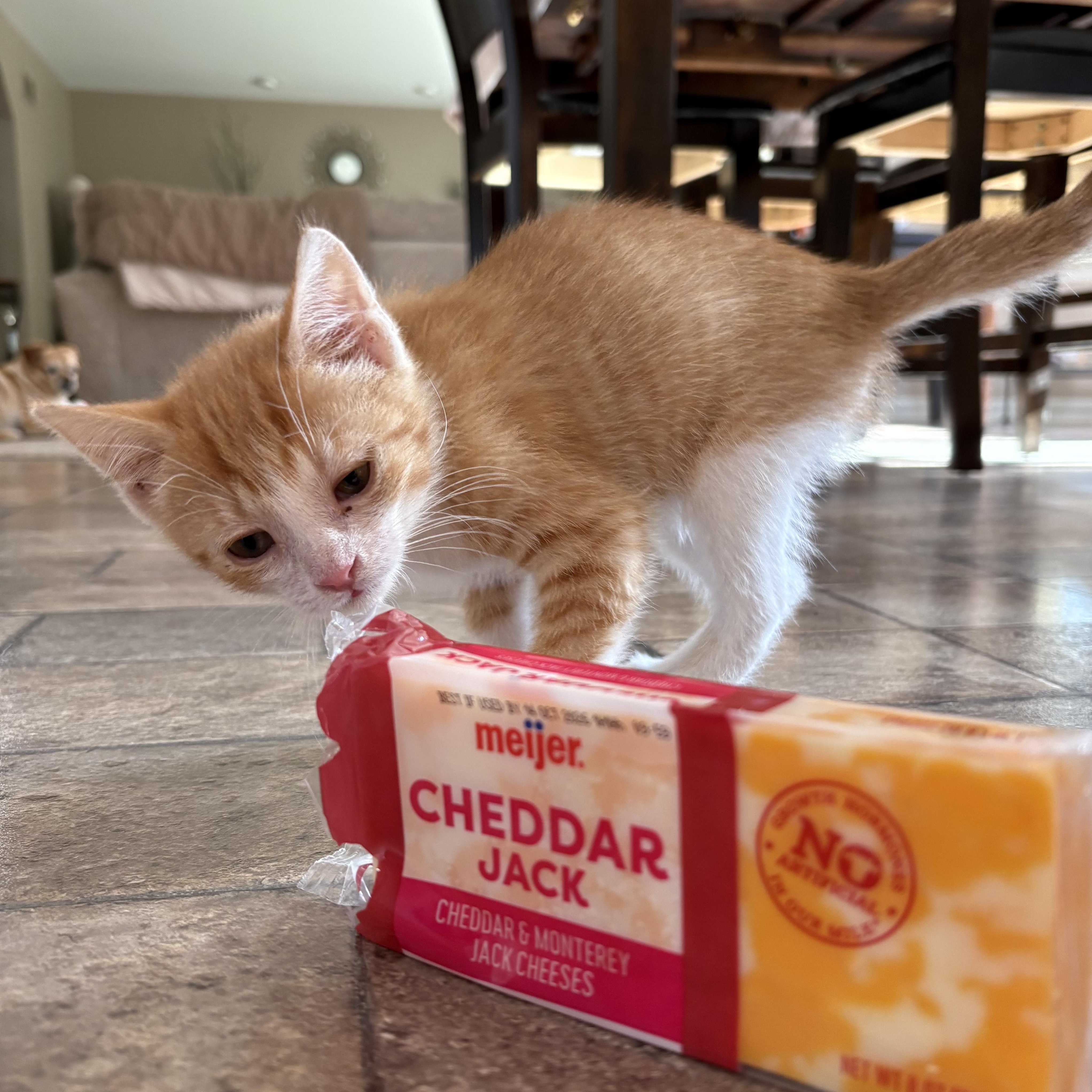Enlarge Cheddar, a ADOPTABLE mixed breed in Macomb, MI image 3/6