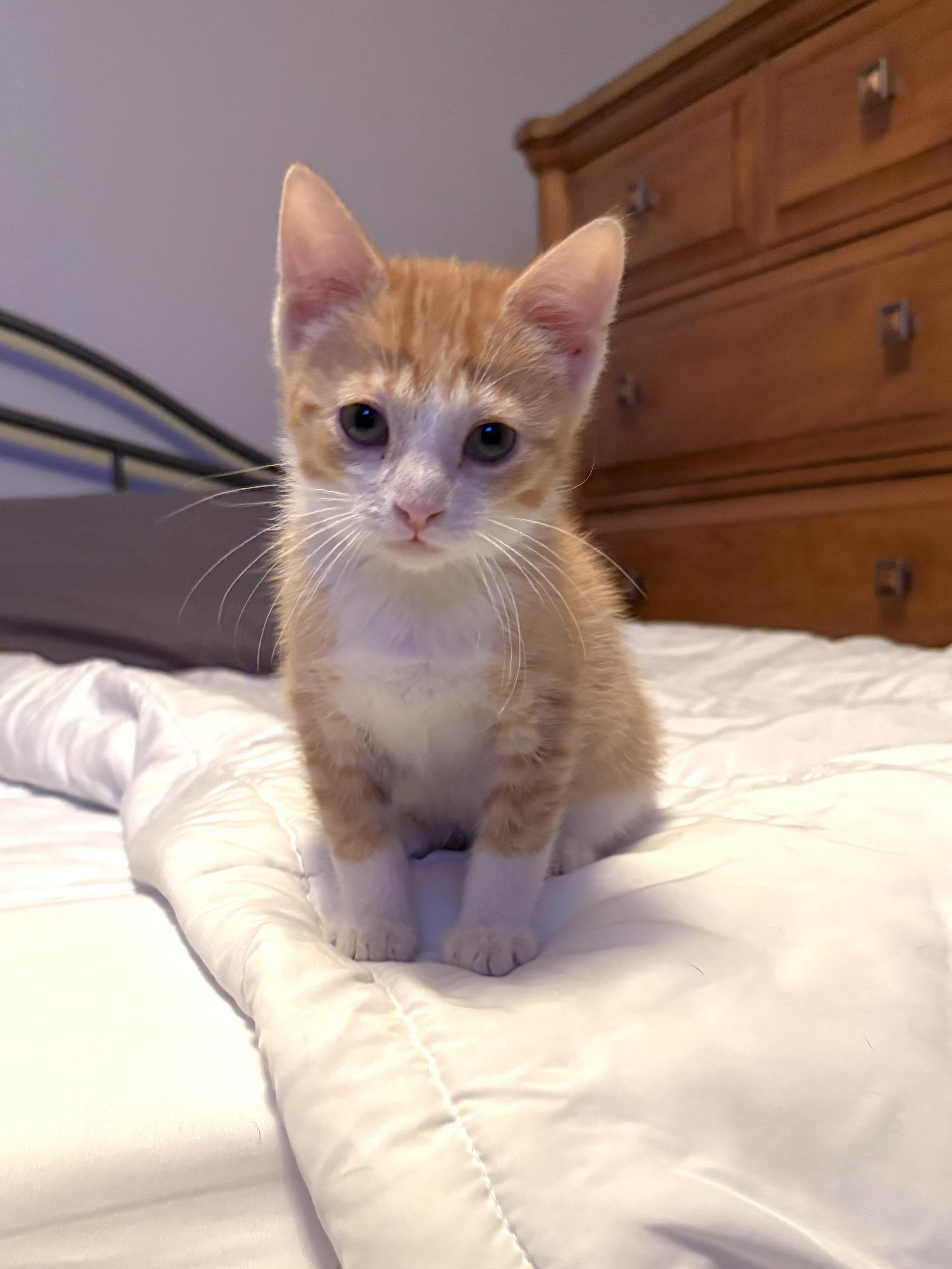 Enlarge Cheddar, a ADOPTABLE mixed breed in Macomb, MI image 1/6
