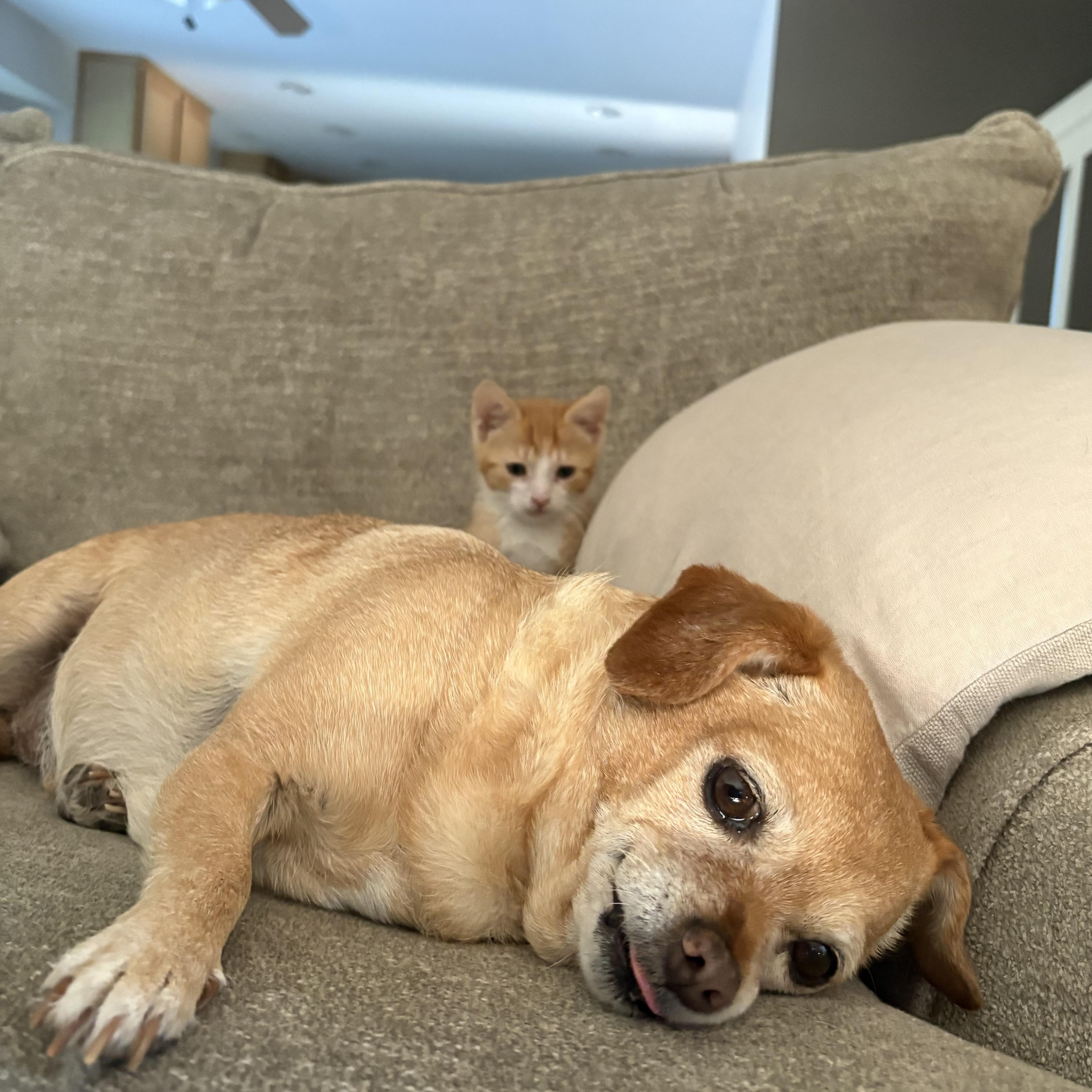 Enlarge Cheddar, a ADOPTABLE mixed breed in Macomb, MI image 2/6