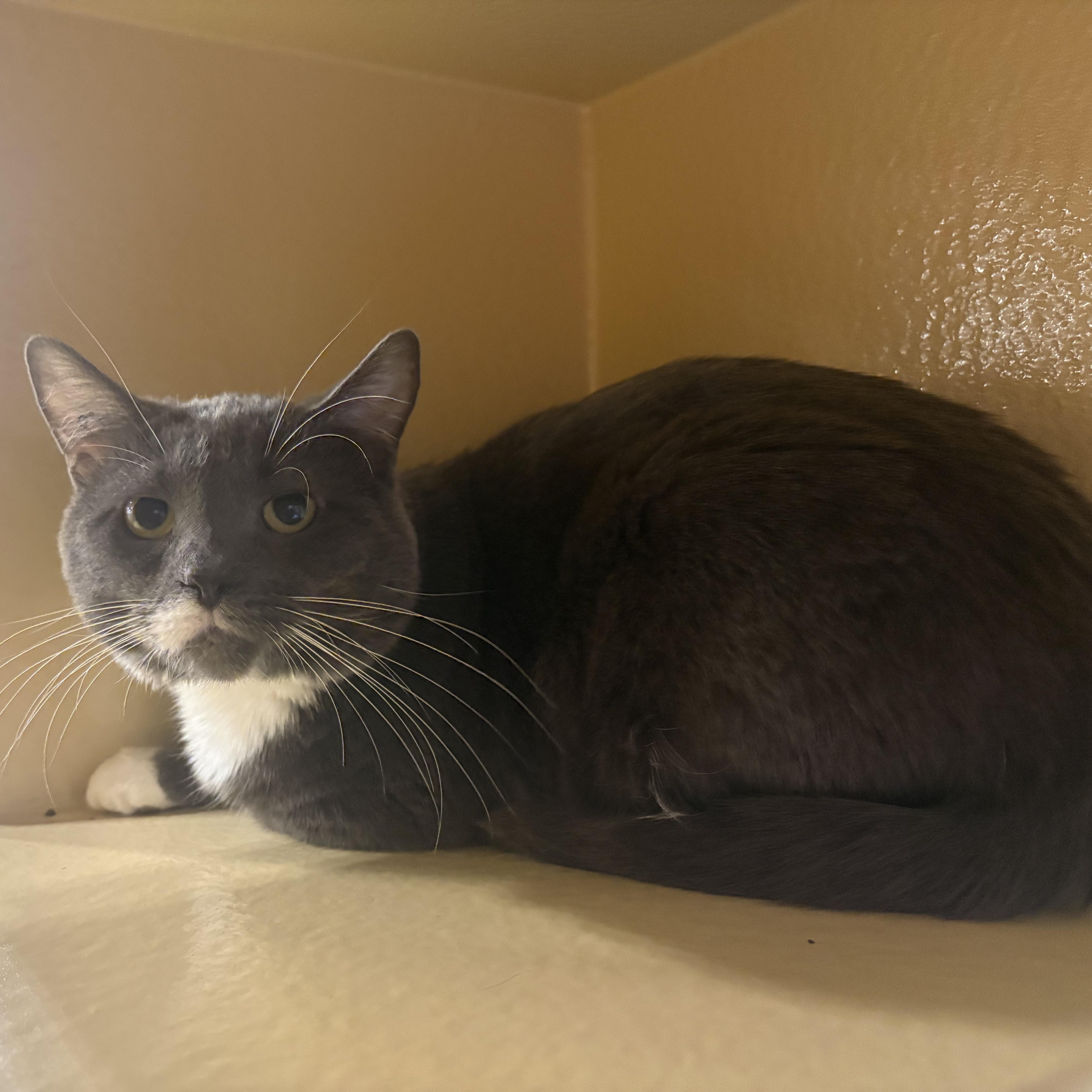 Enlarge Razzle, a Adoptable Domestic Short Hair in Claresholm, AB image 1/1