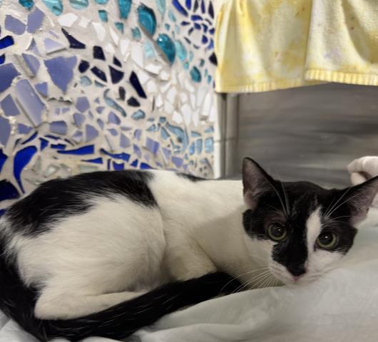 Enlarge CAPRICE, a Adoptable Domestic Short Hair in Pensacola, FL image 1/1