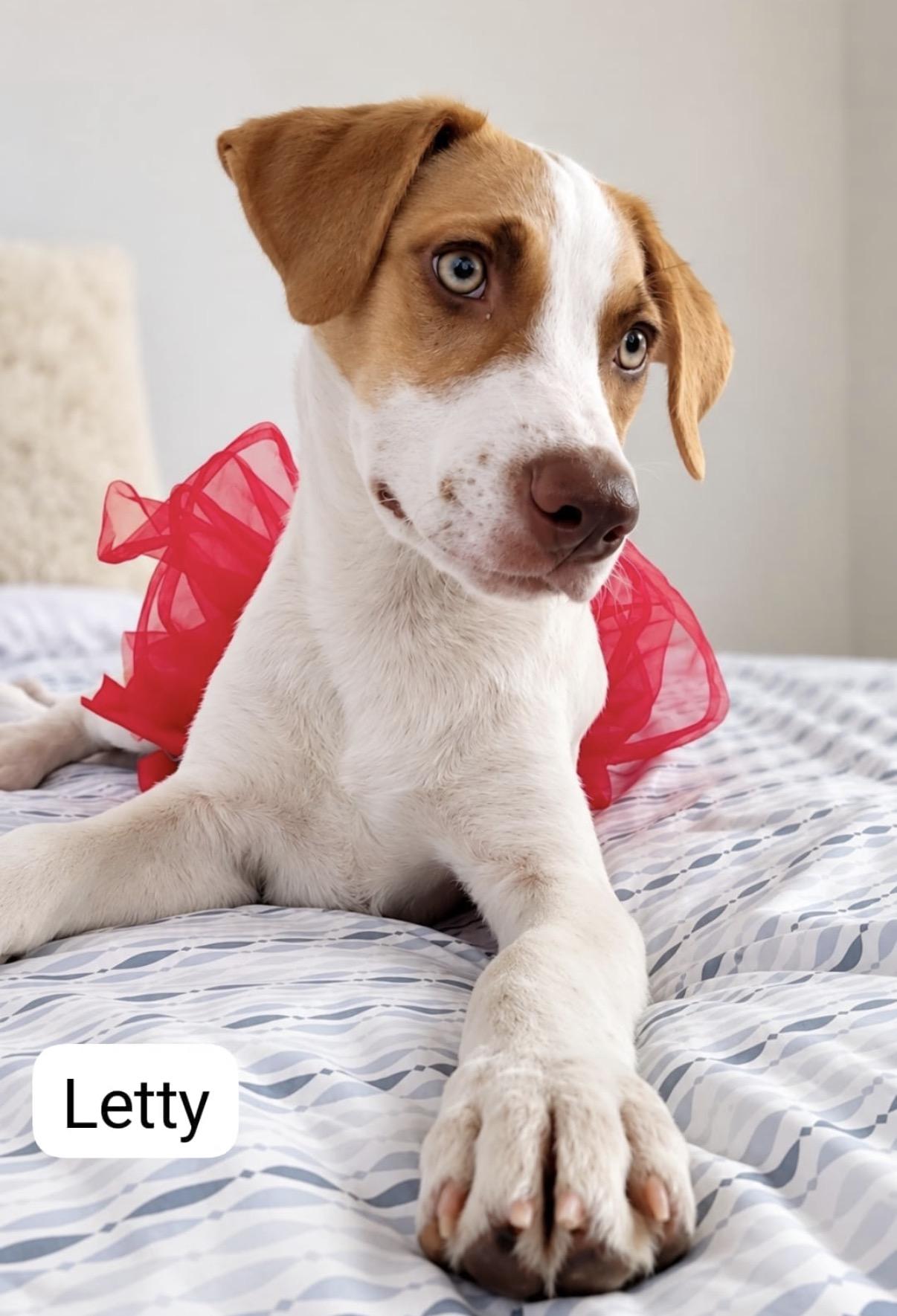 Letty, Adoptable, Puppy Female Jack Russell Terrier.