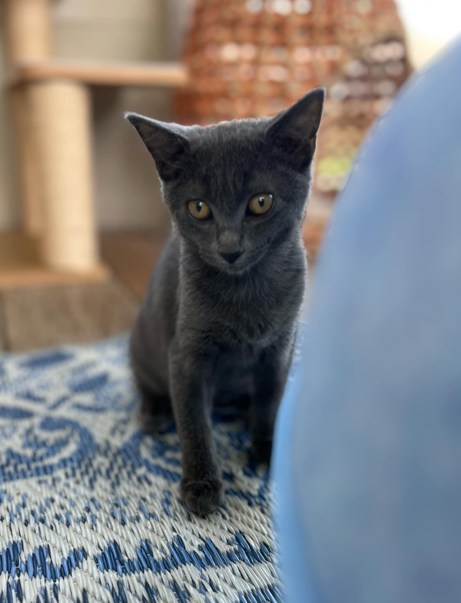 Nova