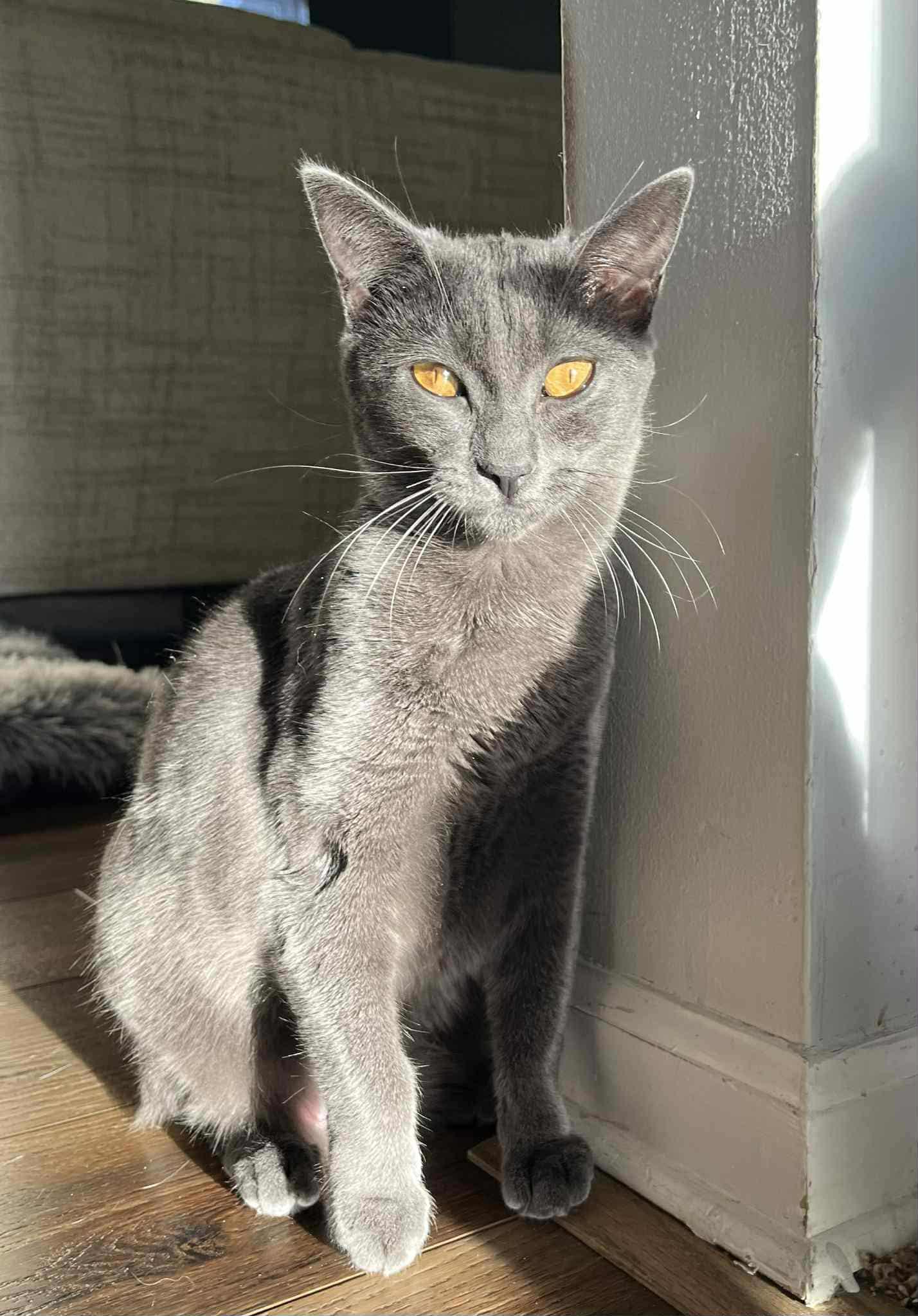 Enlarge Nova, a Adoptable Domestic Short Hair in Overland Park, KS image 1/3