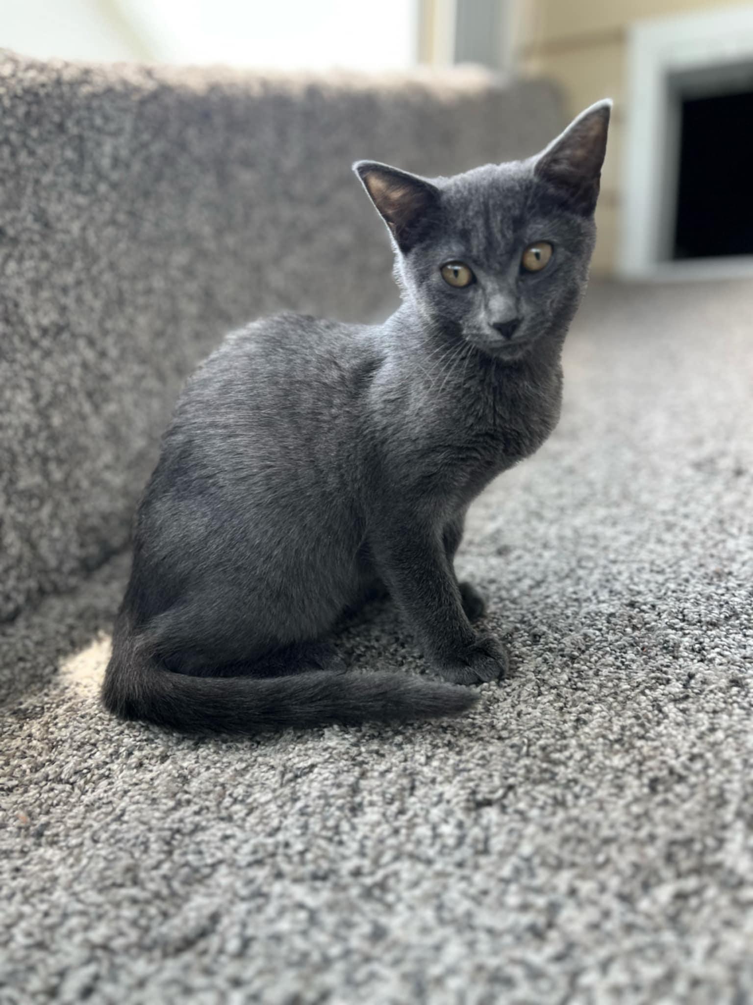 Nova