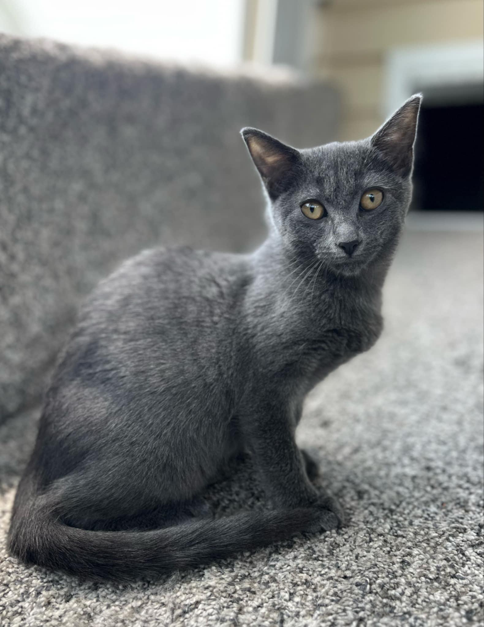 Nova