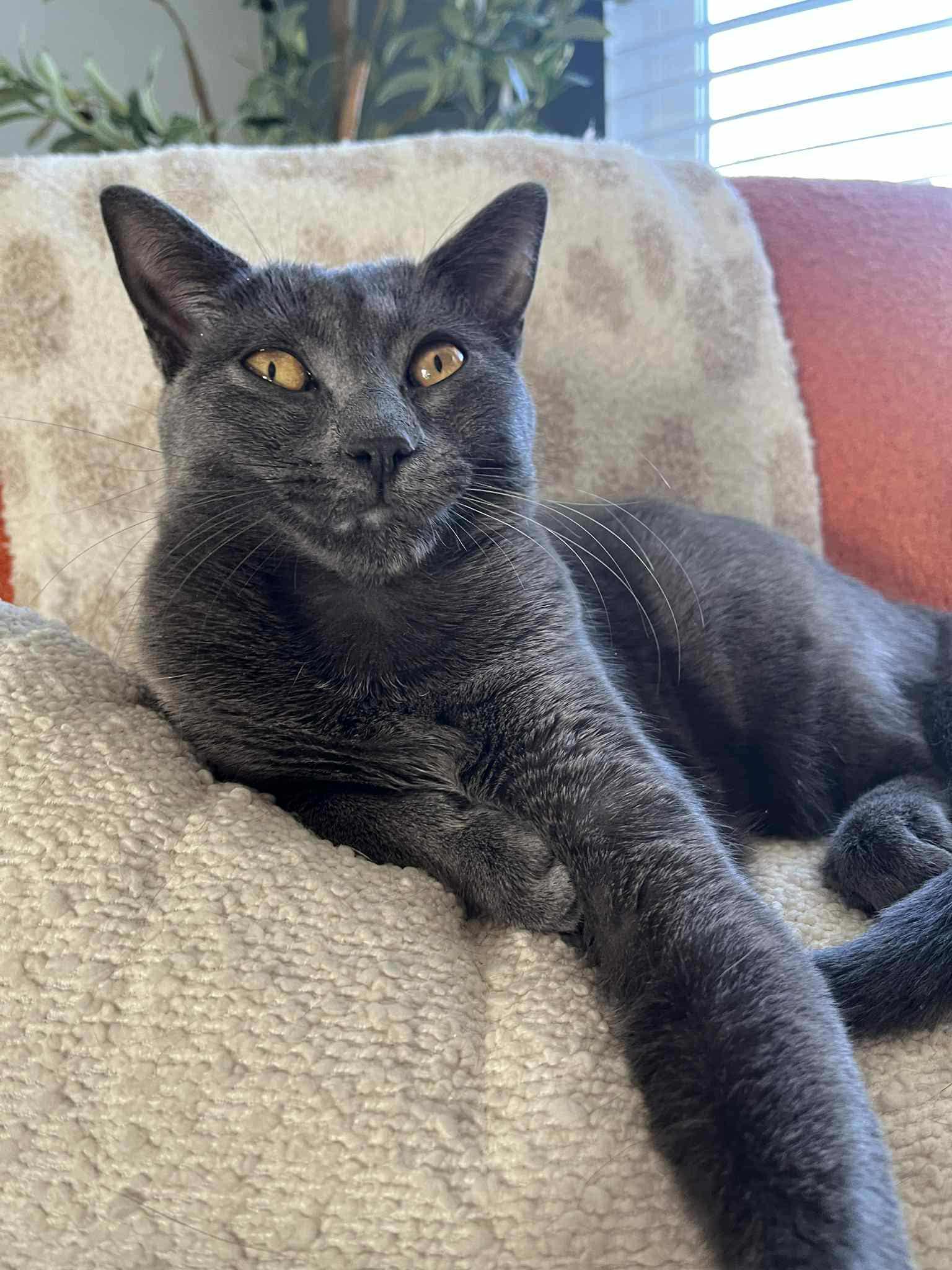 Enlarge Nova, a Adoptable Domestic Short Hair in Overland Park, KS image 2/3