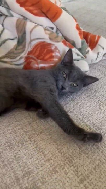 Enlarge Nova, a Adoptable Domestic Short Hair in Overland Park, KS video 3/3