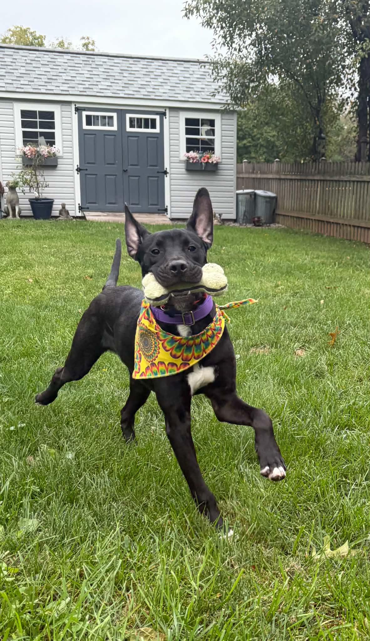Enlarge Happy KESO, a Adoptable mixed breed in Blue Bell, PA image 2/4