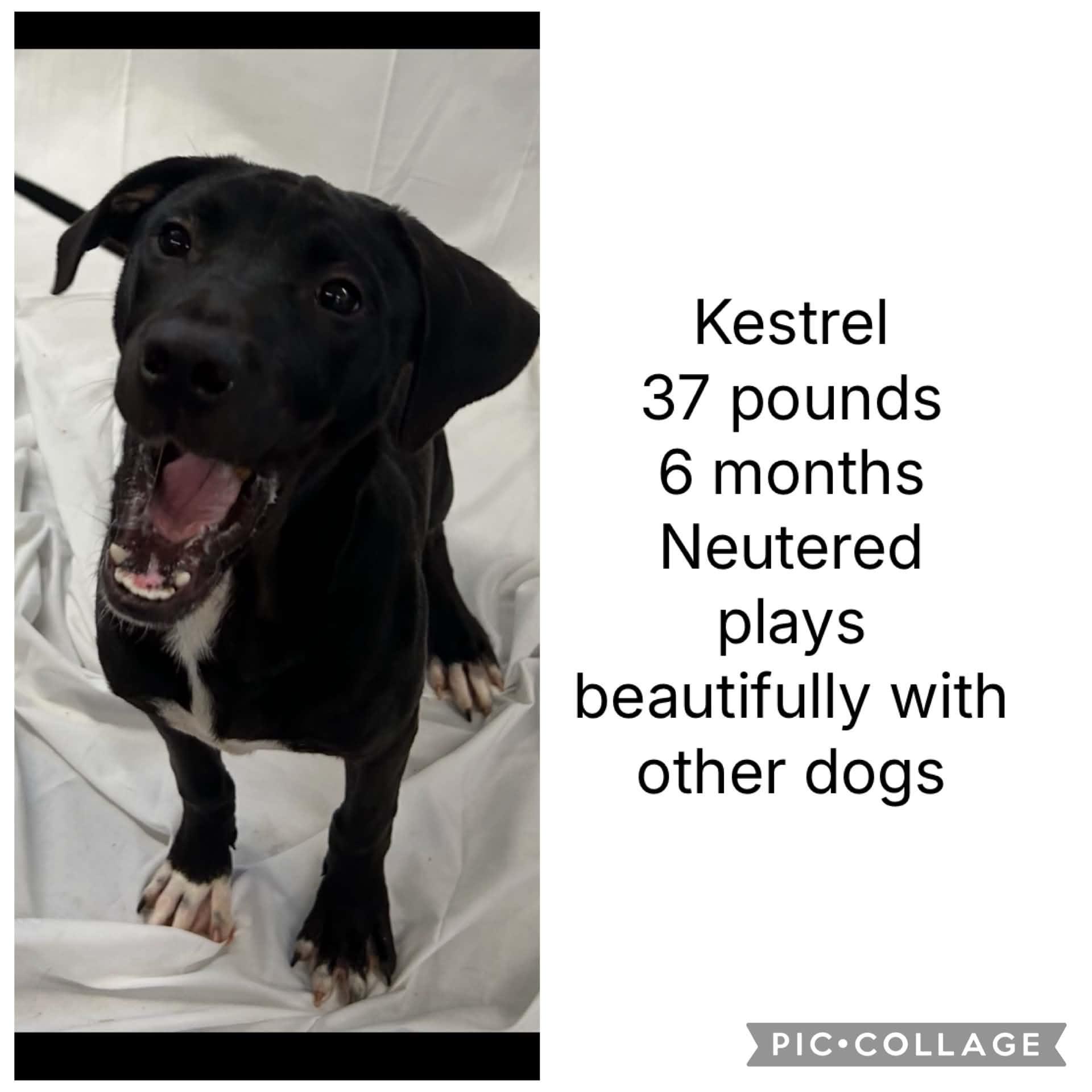 Enlarge Happy KESO, a Adoptable mixed breed in Blue Bell, PA image 4/4