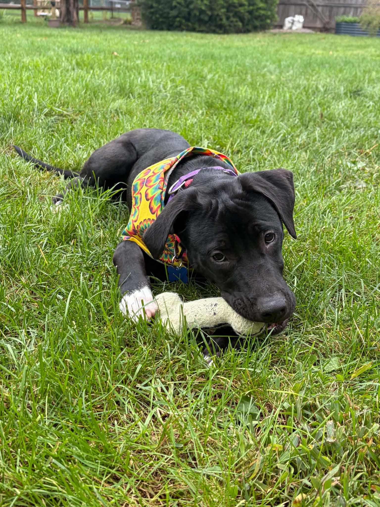 Enlarge Happy KESO, a Adoptable mixed breed in Blue Bell, PA image 3/4