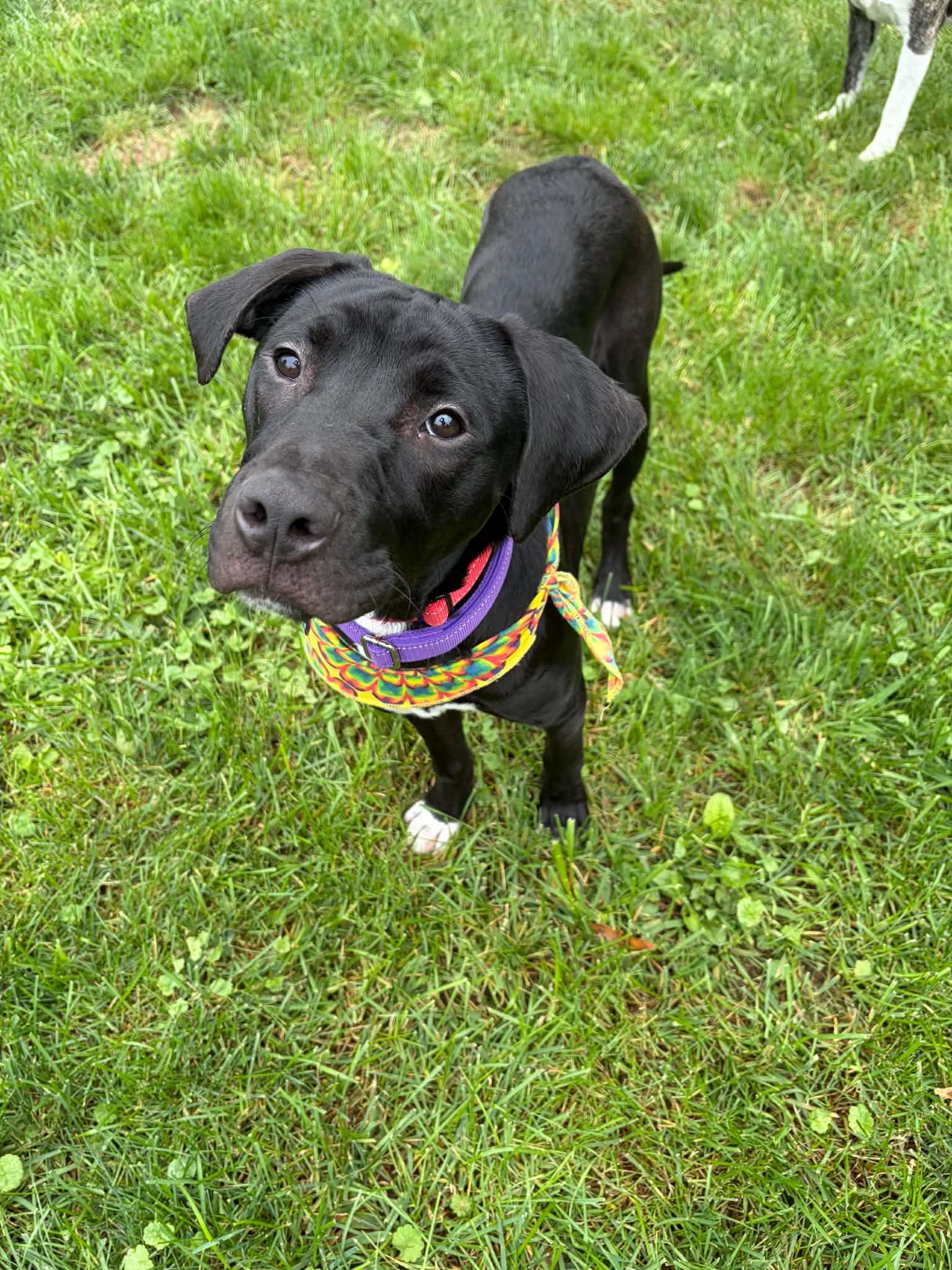 Enlarge Happy KESO, a Adoptable mixed breed in Blue Bell, PA image 1/4