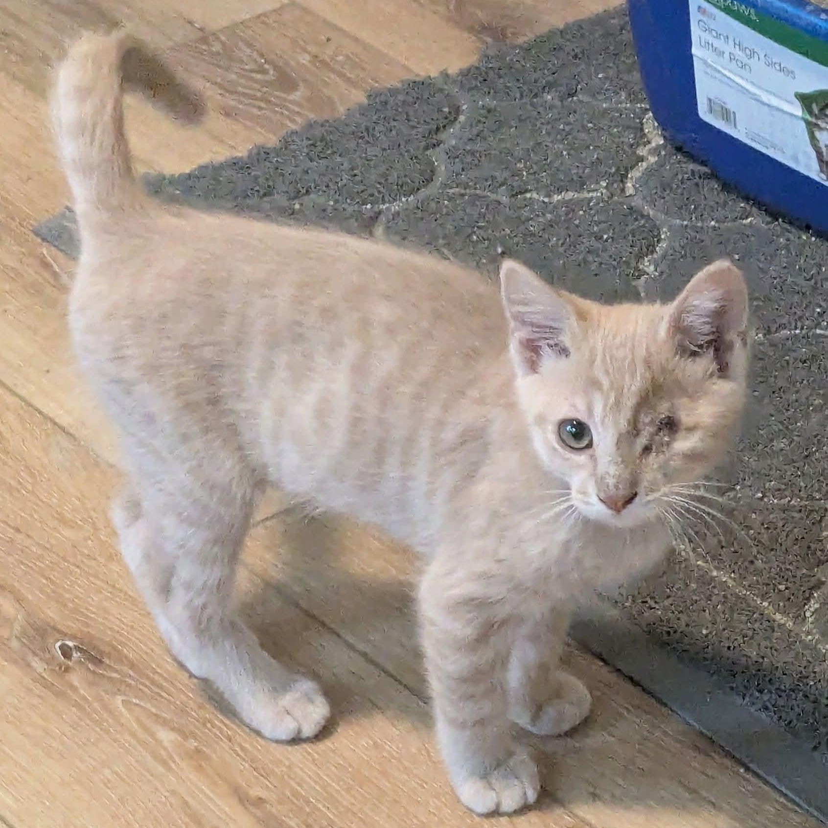 Enlarge Spark, a Adoptable Tabby in Kentwood, MI image 2/5
