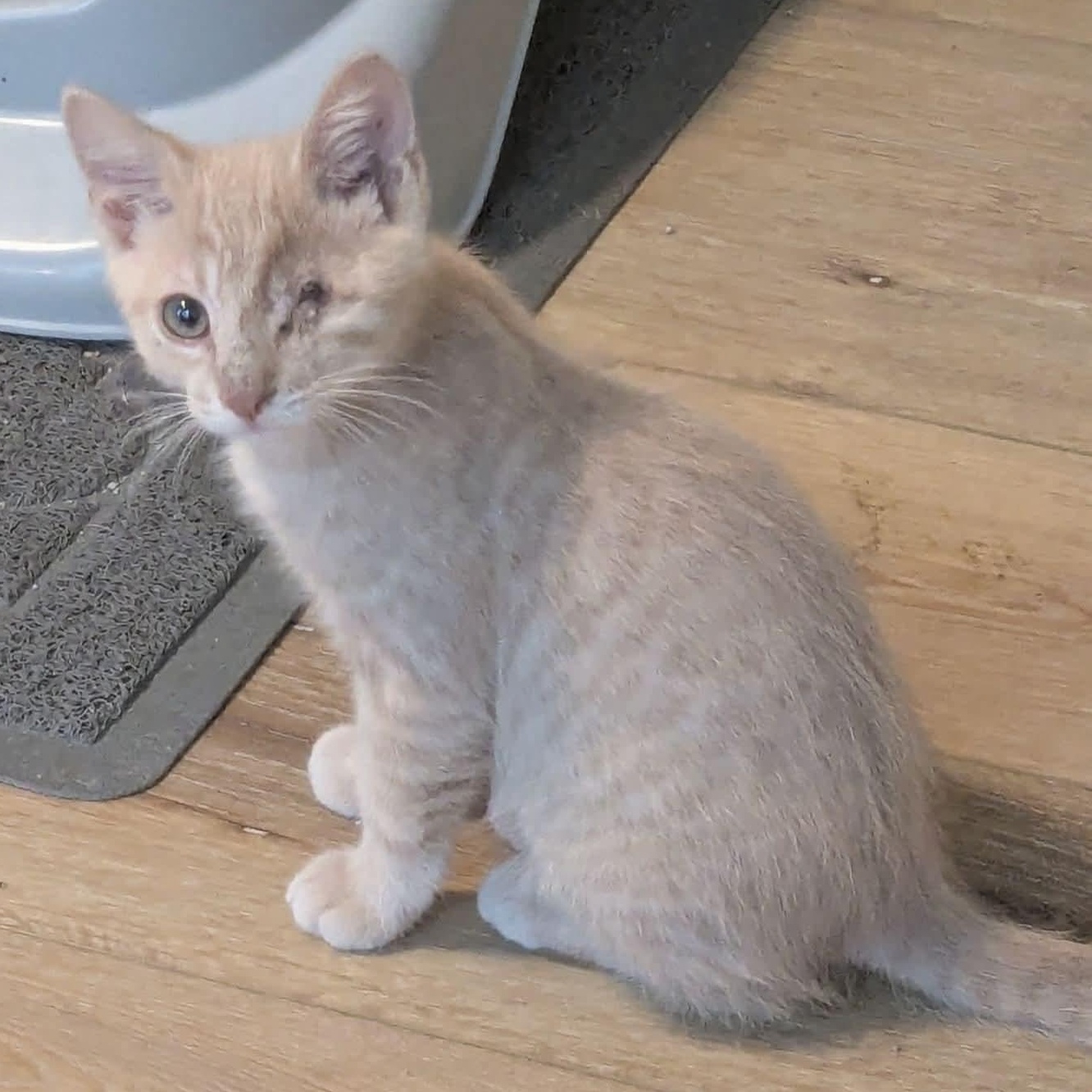 Enlarge Spark, a Adoptable Tabby in Kentwood, MI image 1/5