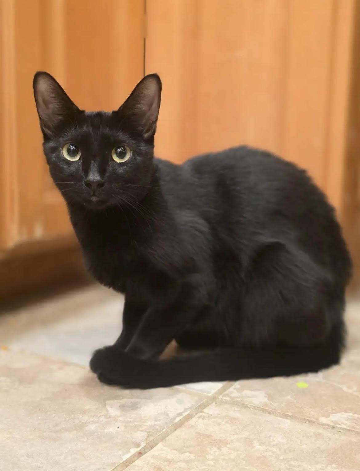 Enlarge Queenie, a ADOPTABLE mixed breed in Howell, MI image 1/2