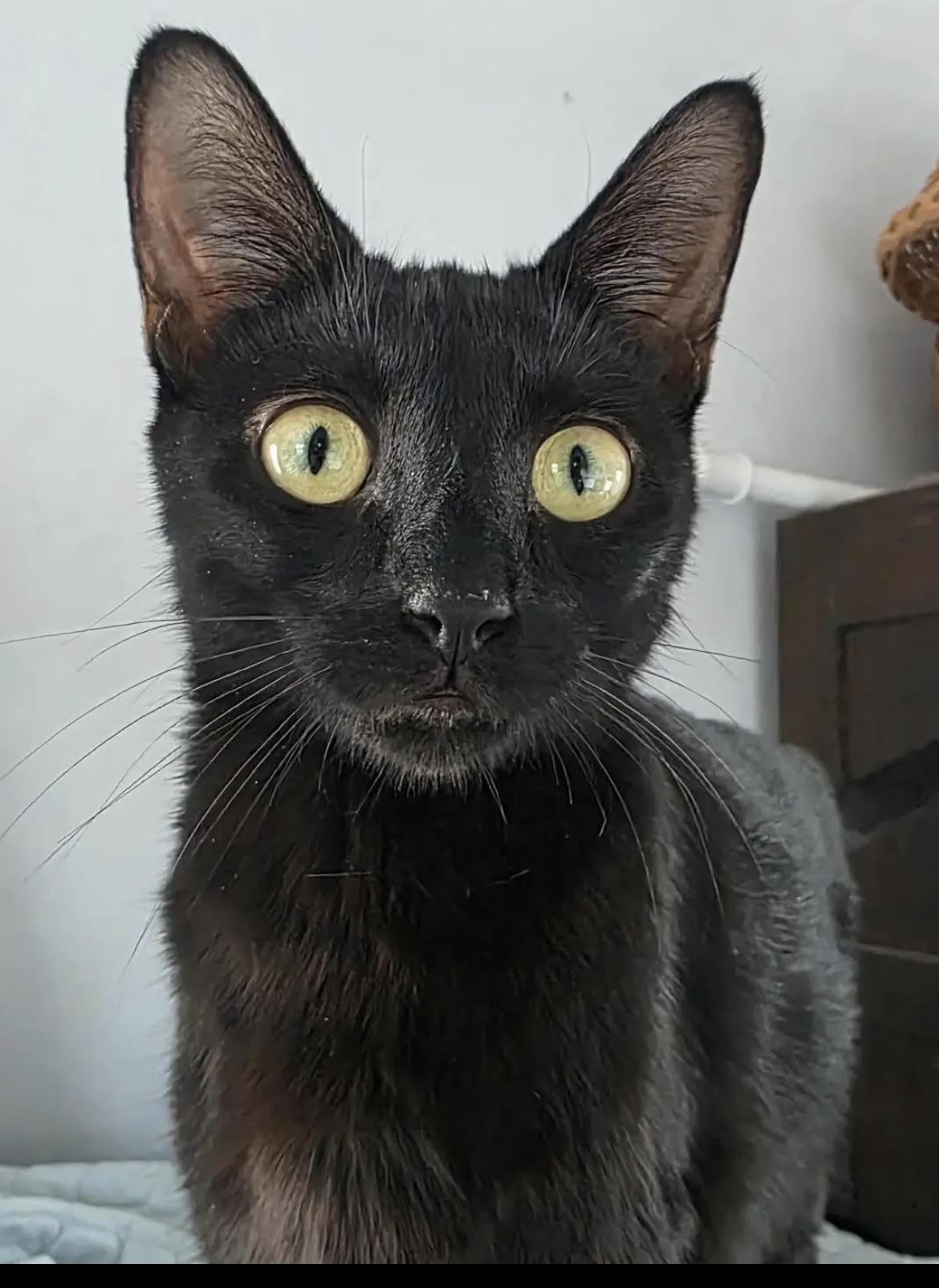 Enlarge Queenie, a ADOPTABLE mixed breed in Howell, MI image 2/2