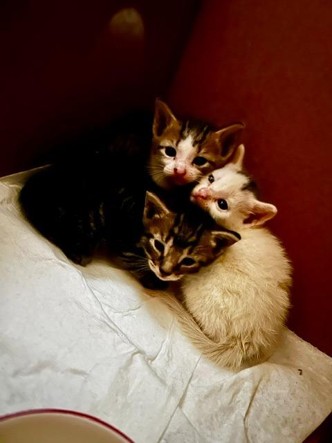 Leo, Adoptable, Kitten Male Tabby.
