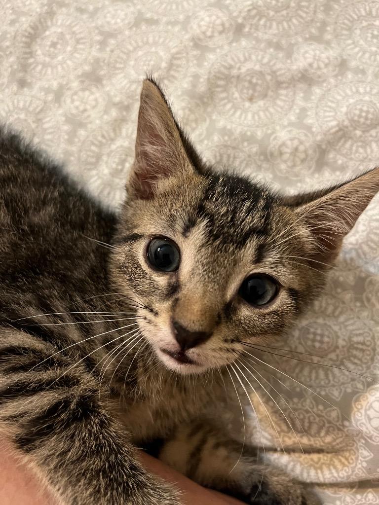 Enlarge Leo, a Adoptable Tabby in San Antonio, TX image 2/4