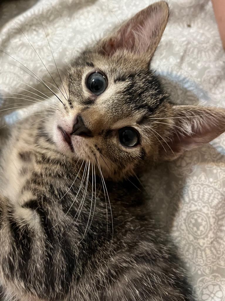 Enlarge Leo, a Adoptable Tabby in San Antonio, TX image 3/4