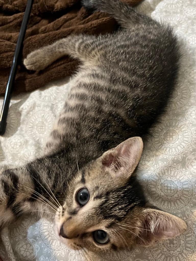Enlarge Leo, a Adoptable Tabby in San Antonio, TX image 4/4