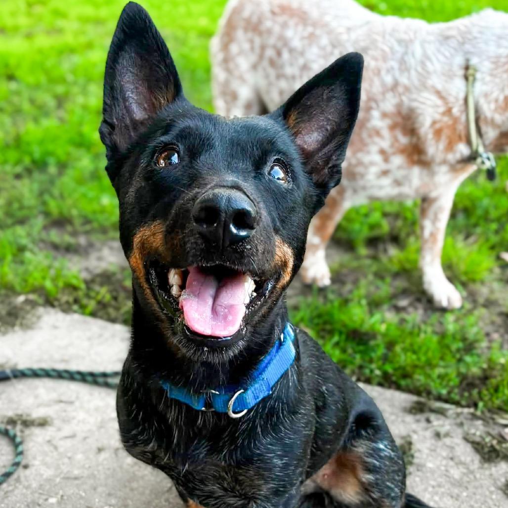 Freya, ADOPTABLE, Adult • Female, Australian Kelpie.