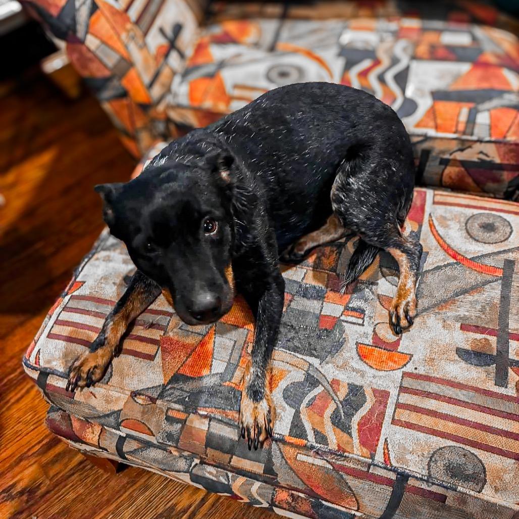 Enlarge Freya, a Adoptable Australian Kelpie in Springboro, OH image 2/5