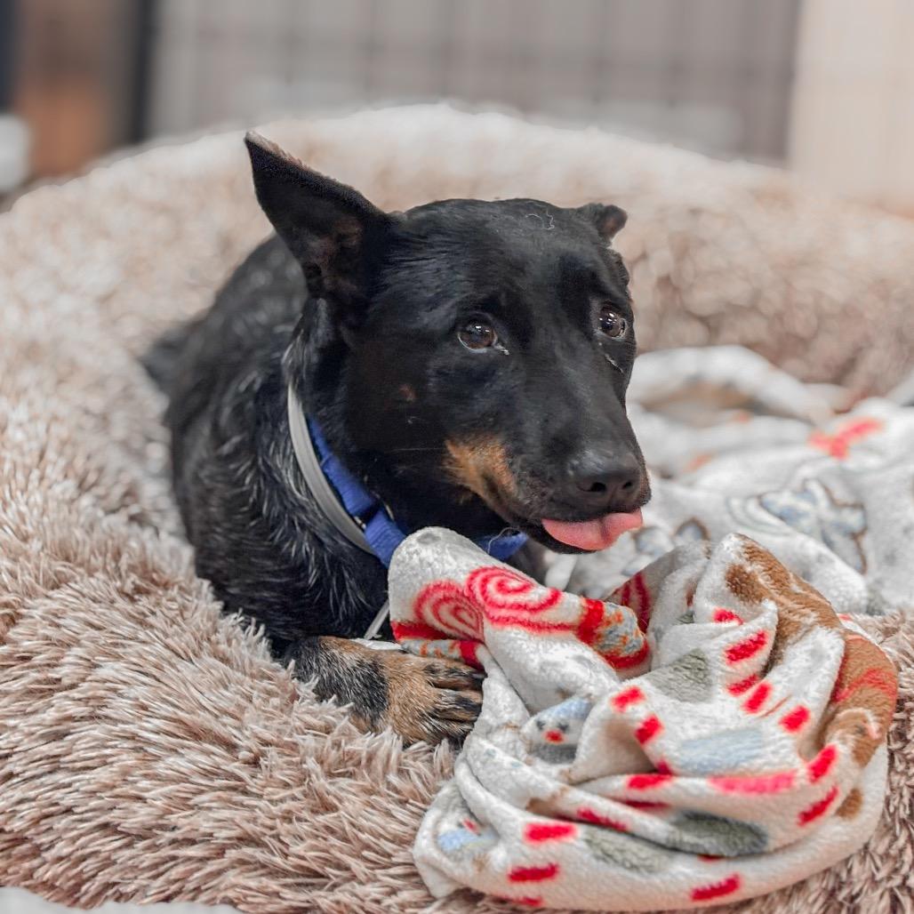 Enlarge Freya, a Adoptable Australian Kelpie in Springboro, OH image 3/5