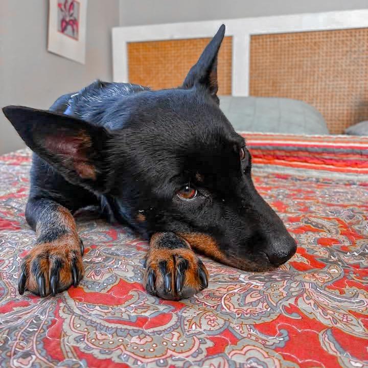 Enlarge Freya, a Adoptable Australian Kelpie in Springboro, OH image 4/5