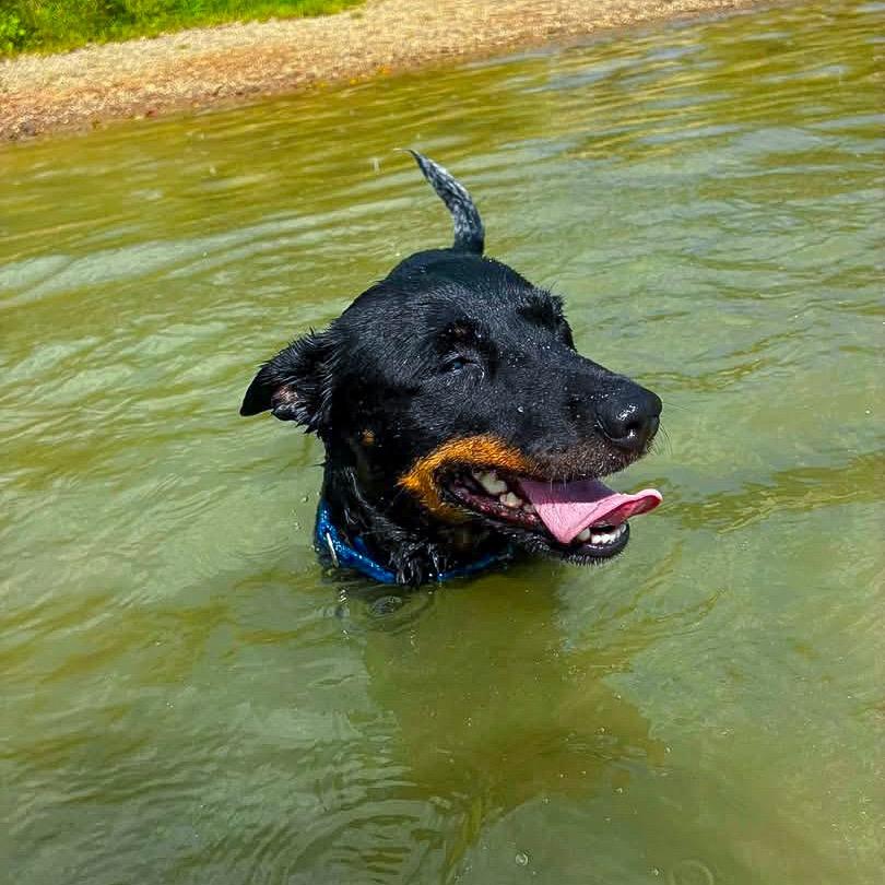 Enlarge Freya, a Adoptable Australian Kelpie in Springboro, OH image 5/5