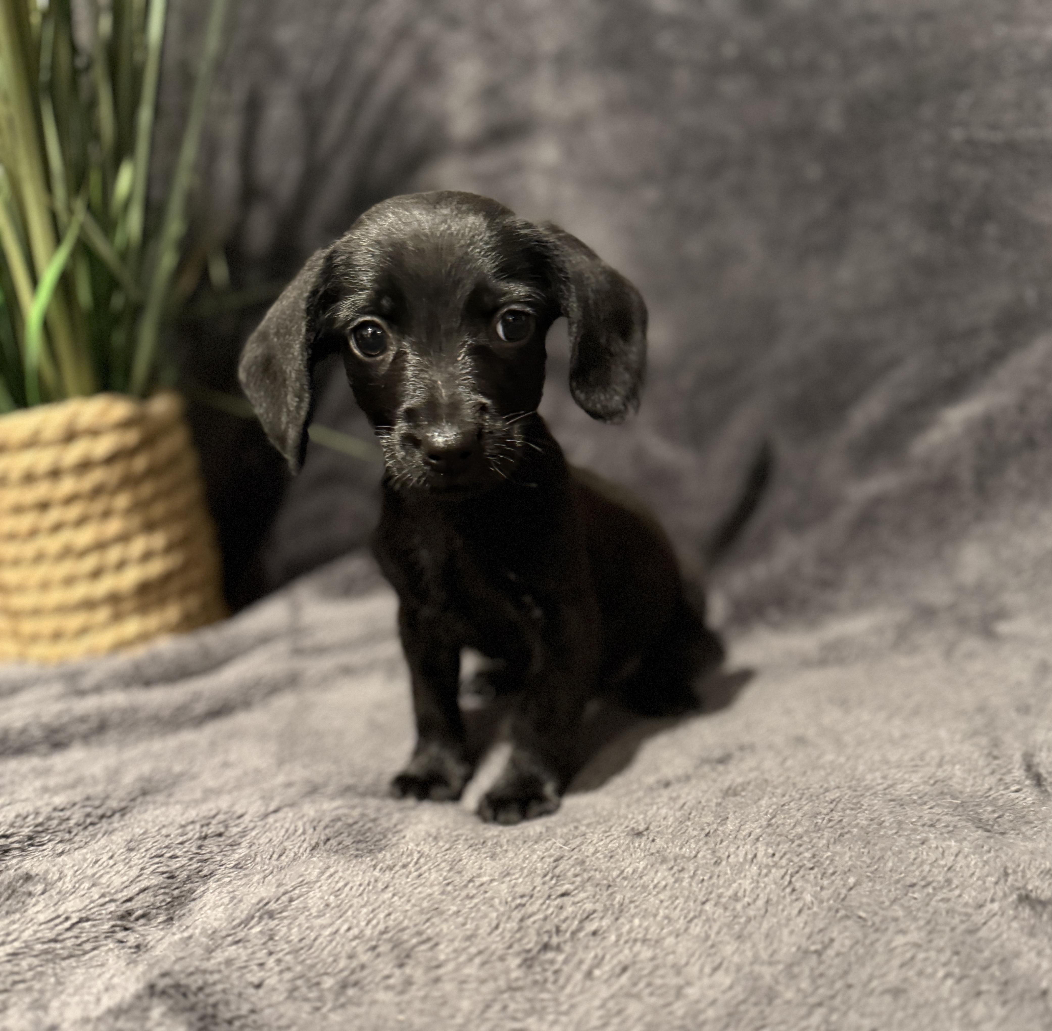 Enlarge Penelope , an adopted mixed breed in Hales corners, WI image 5/5