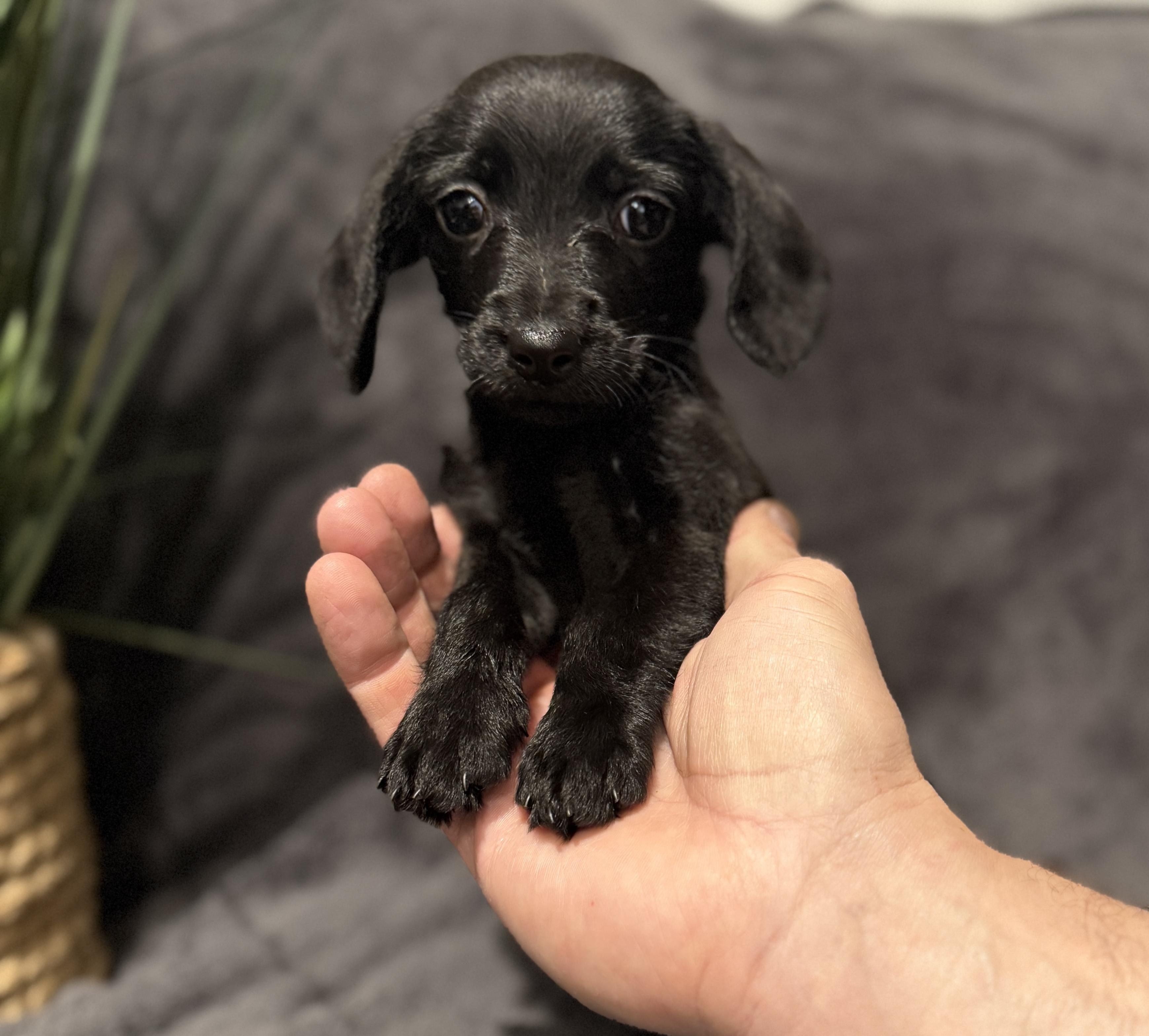 Enlarge Penelope , an adopted mixed breed in Hales corners, WI image 1/5