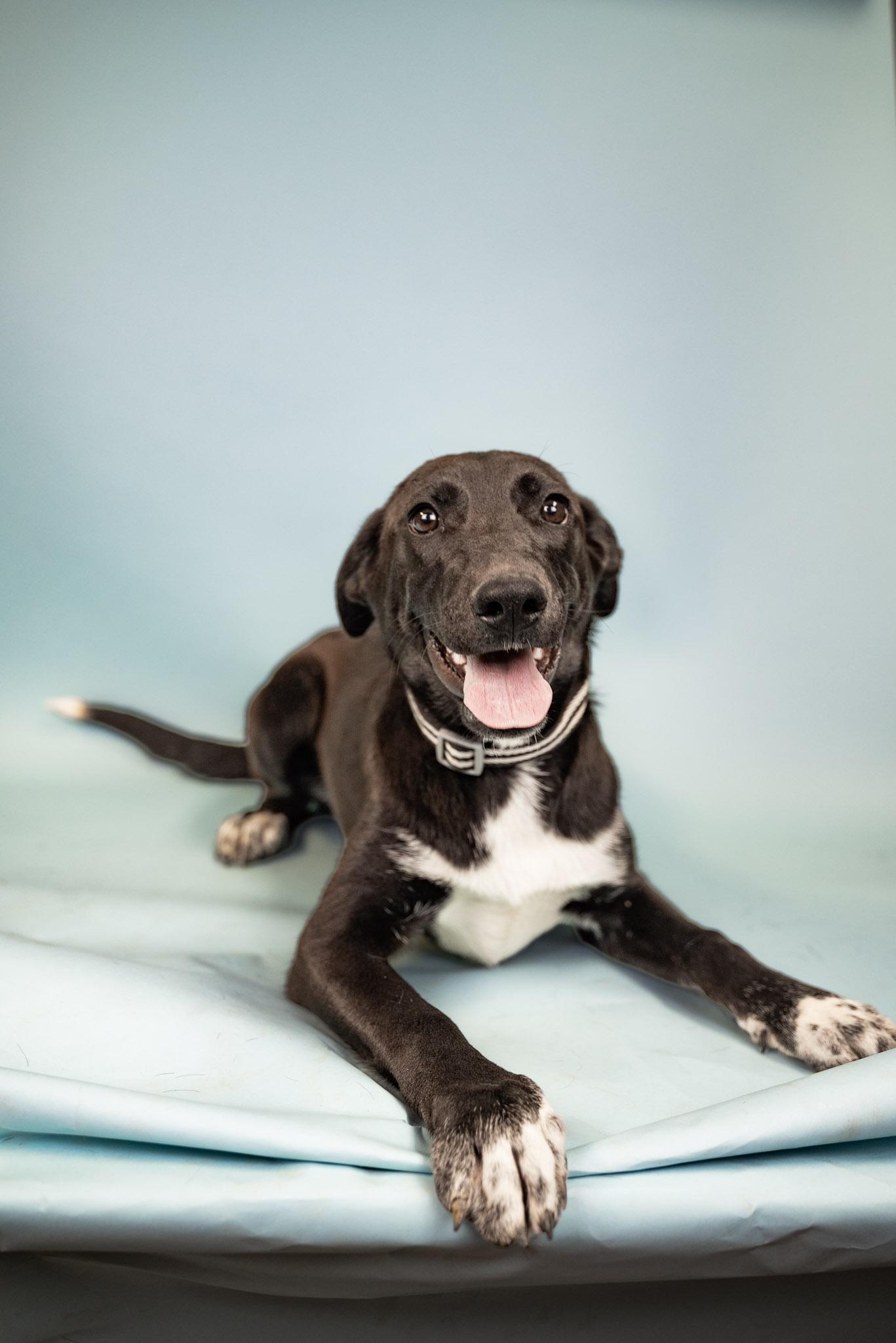 380-26 Pepper, ADOPTABLE, Young Female Shepherd.