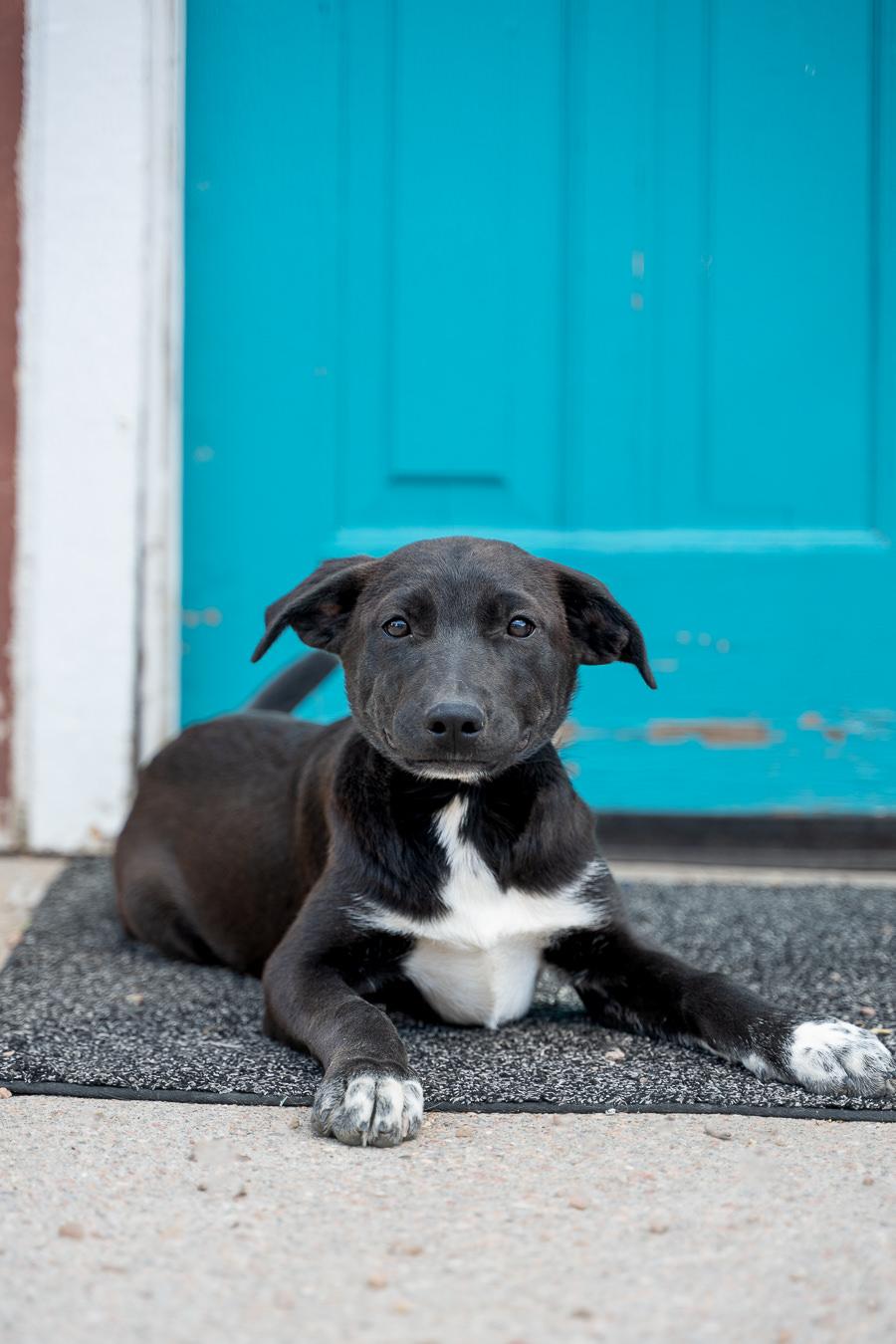 Enlarge 380-26, a ADOPTABLE mixed breed in Brighton, CO image 1/1