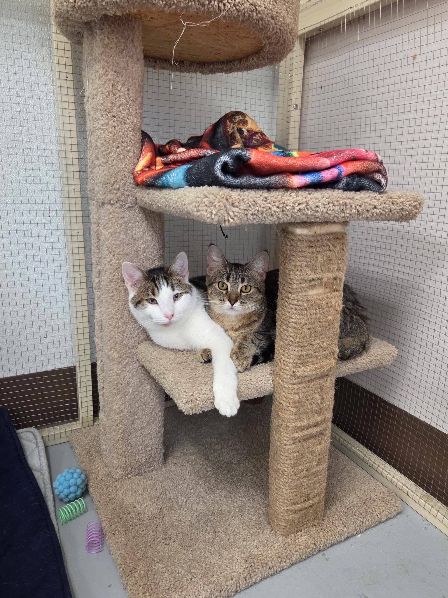 Enlarge Kiwi , a ADOPTABLE Domestic Short Hair in Grosse Ile, MI image 4/4