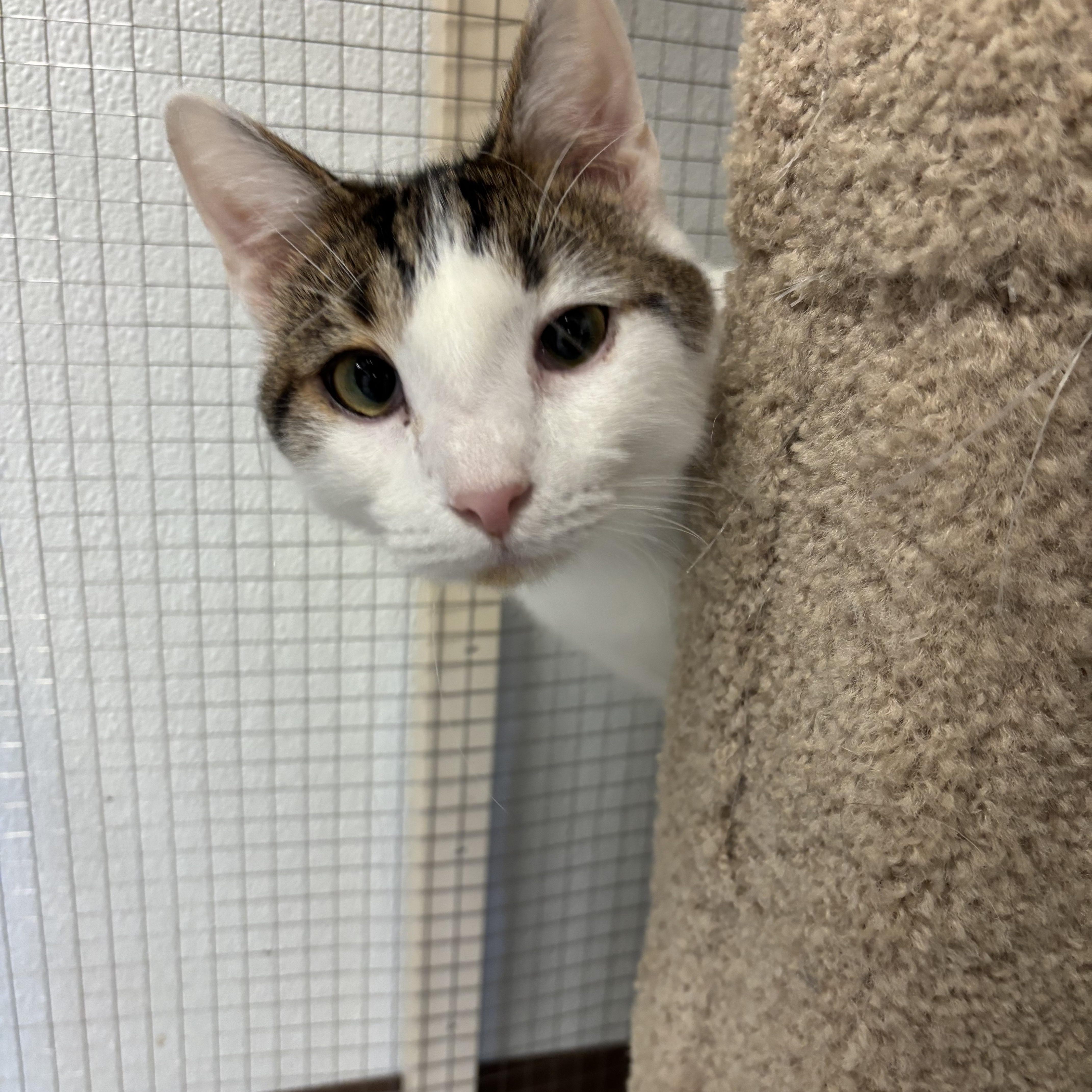 Enlarge Kiwi , a ADOPTABLE Domestic Short Hair in Grosse Ile, MI image 3/4