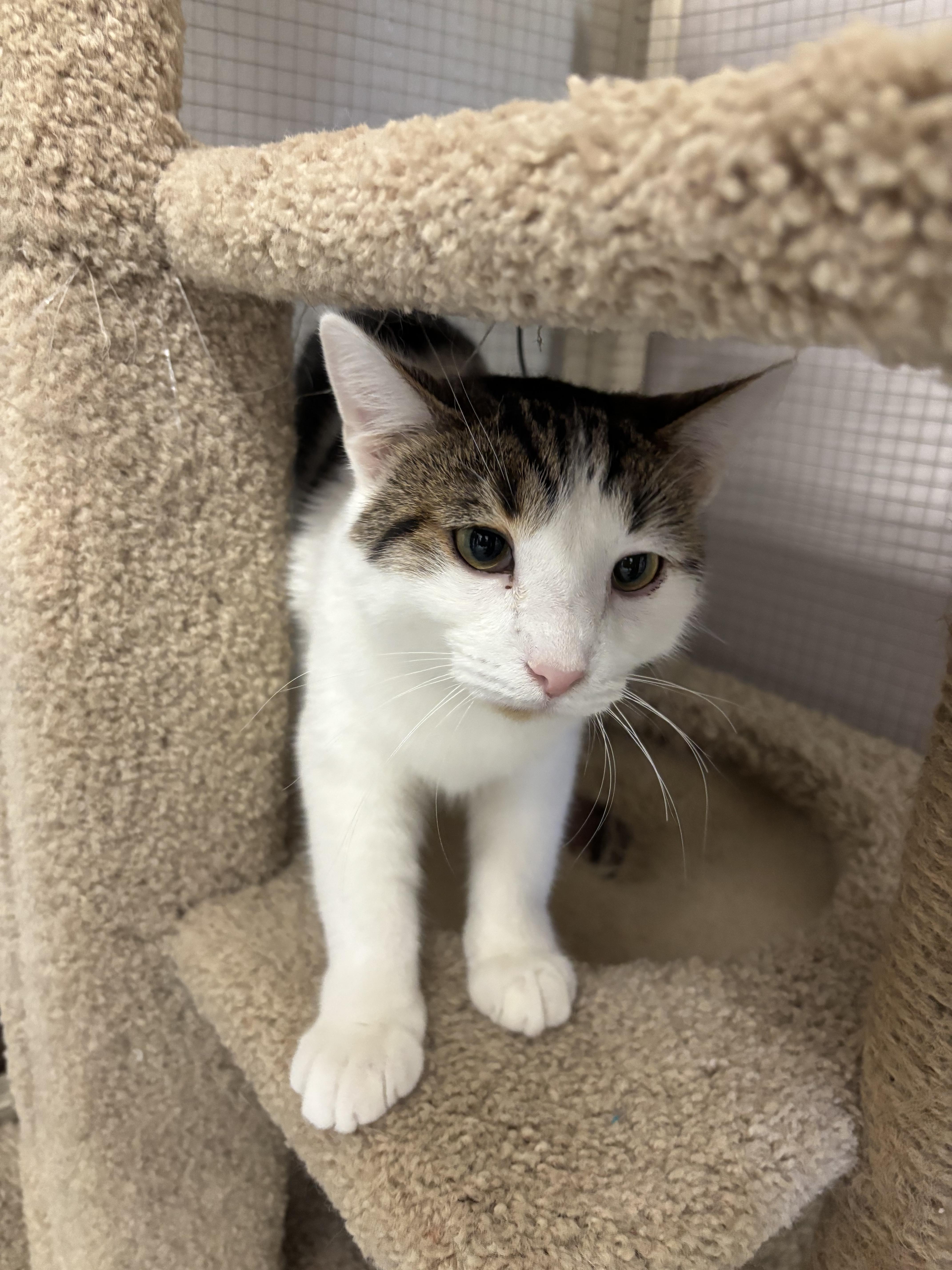 Enlarge Kiwi , a ADOPTABLE Domestic Short Hair in Grosse Ile, MI image 2/4