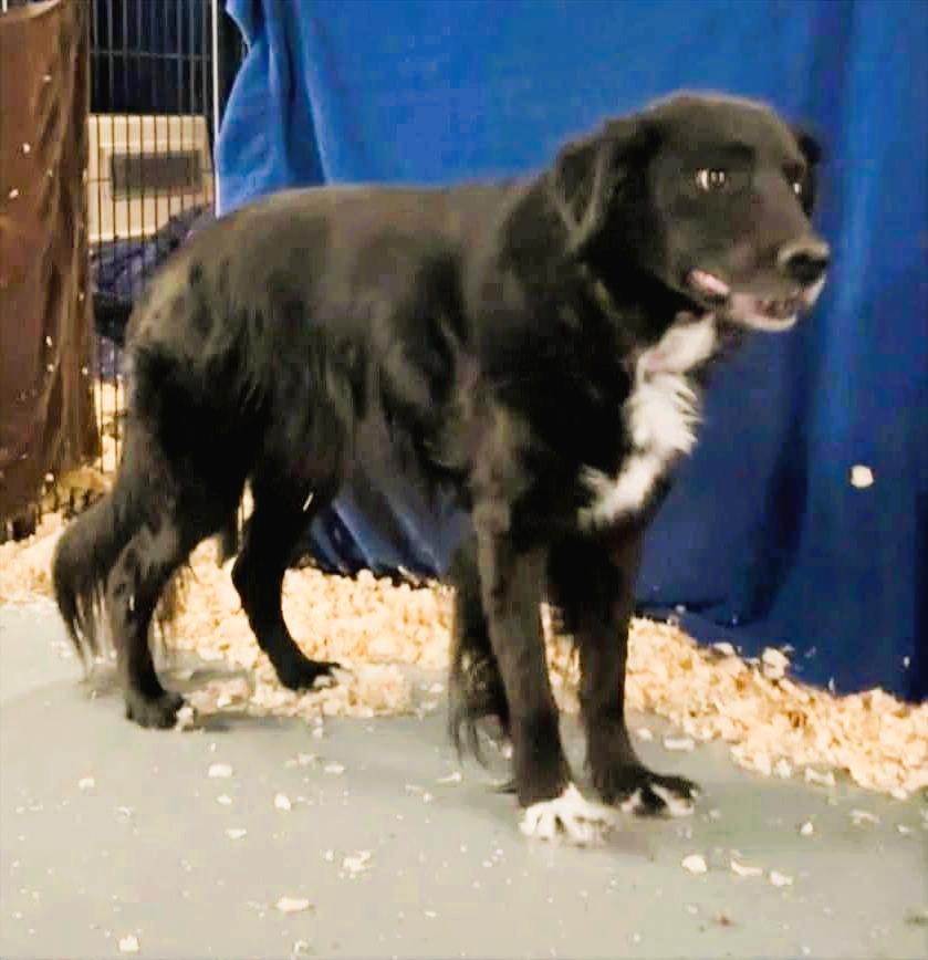 Enlarge Ryker, a ADOPTABLE mixed breed in Oak Park, MI image 1/1