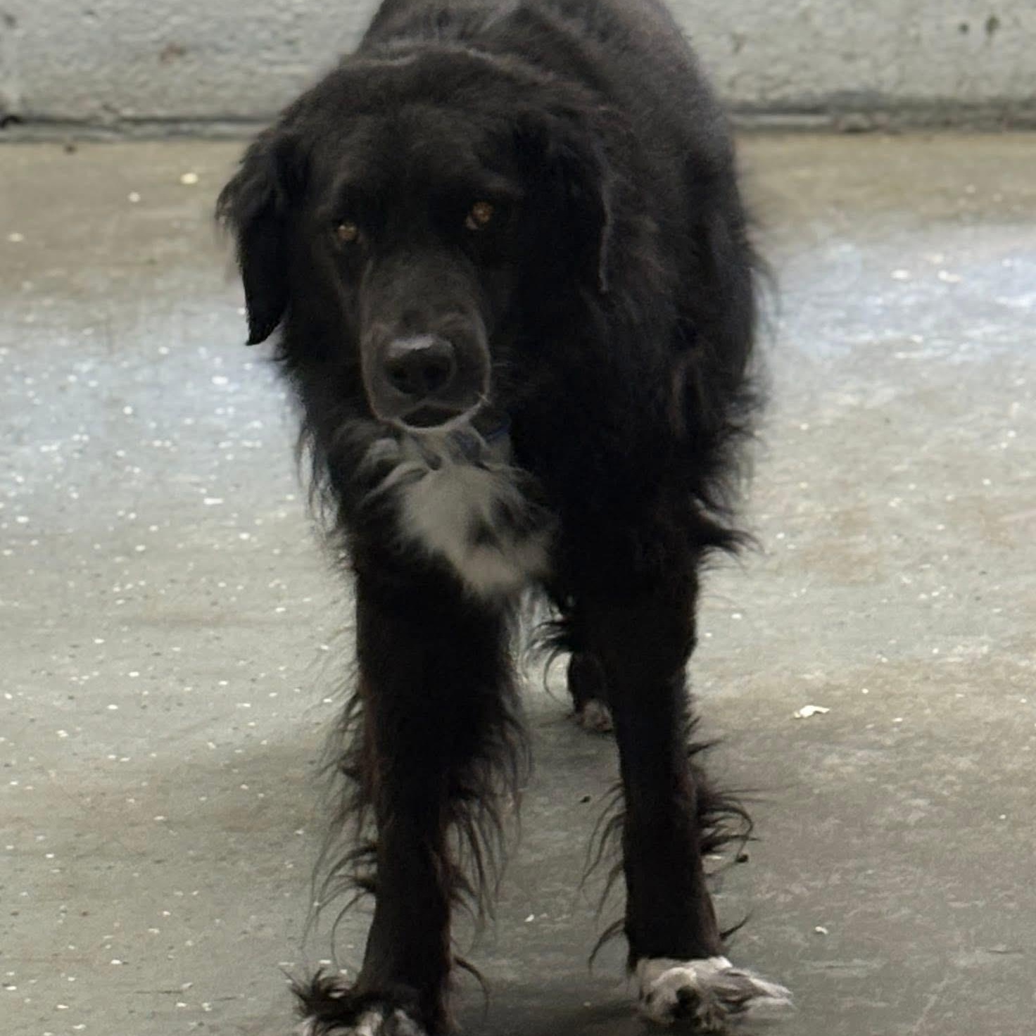 Enlarge Ryker, a ADOPTABLE mixed breed in Oak Park, MI image 3/3