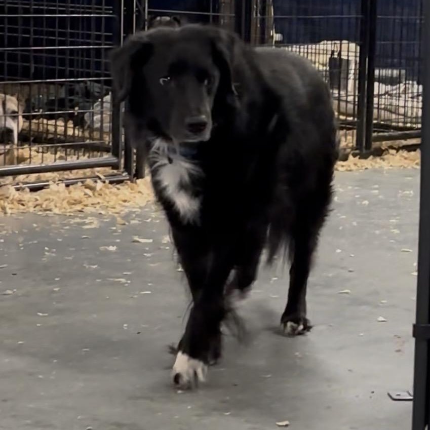 Enlarge Ryker, a ADOPTABLE mixed breed in Oak Park, MI image 1/3